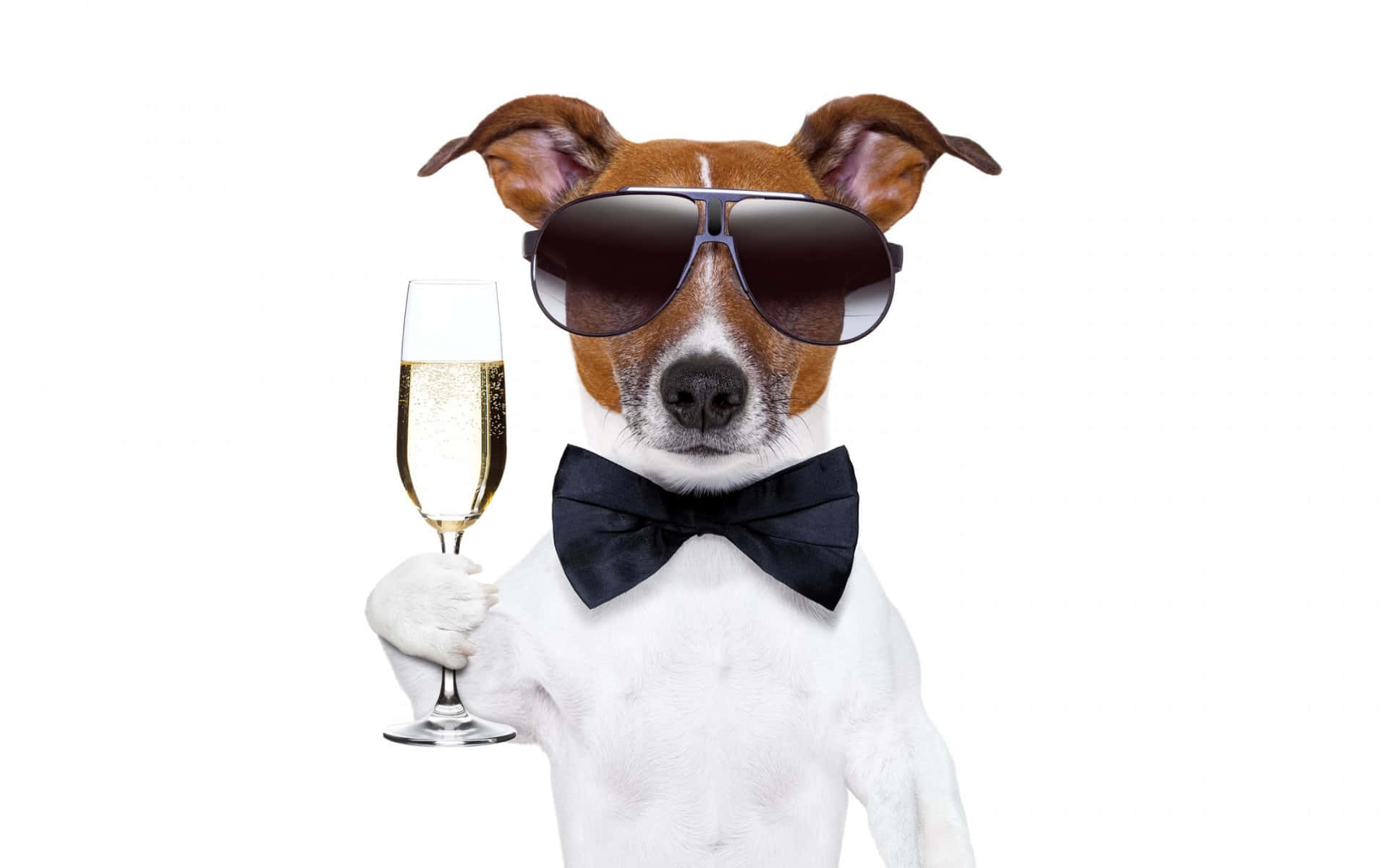 Cool Dog With A Glass Of Wine
