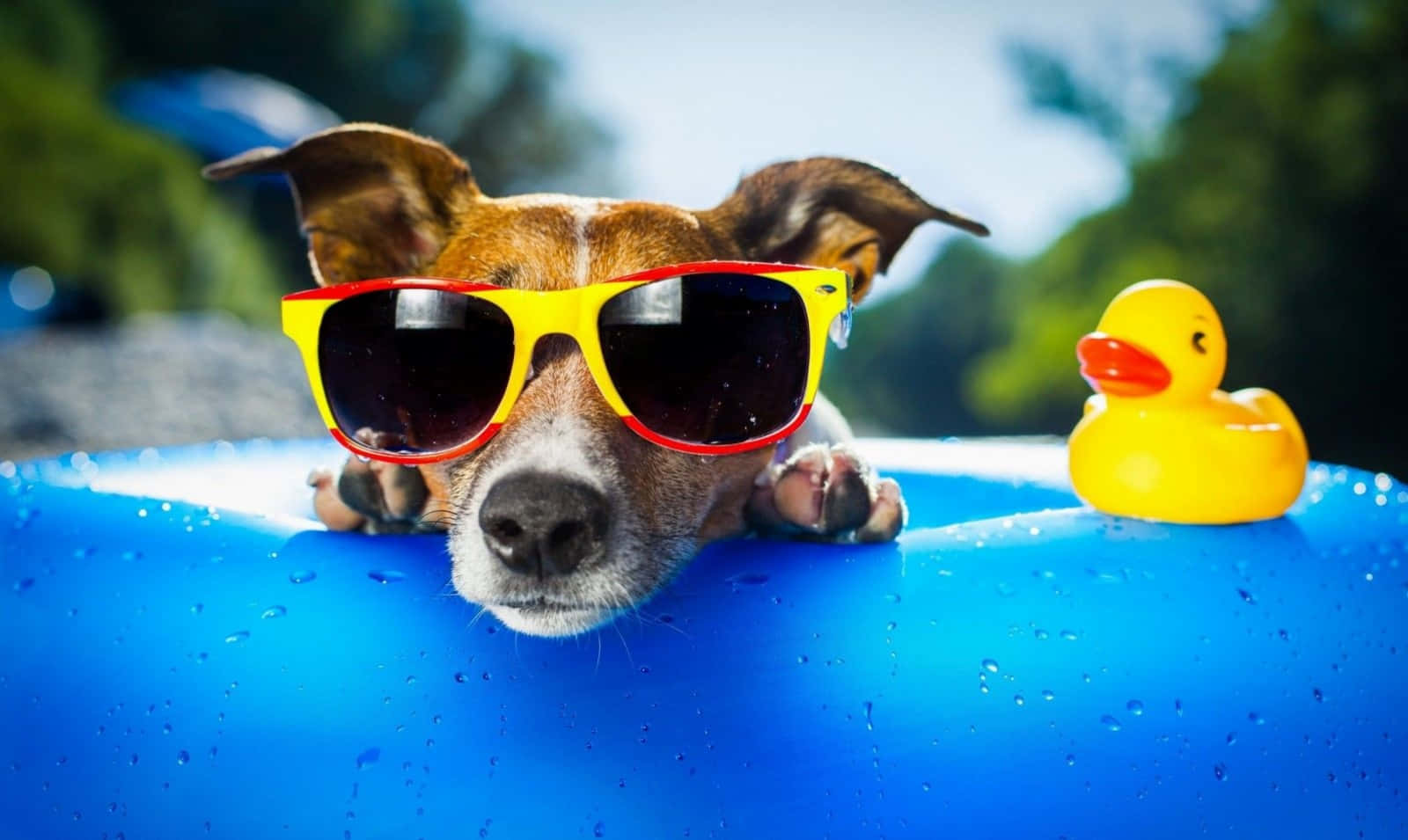 Cool Dog With Sunglasses And Rubber Duckie Background