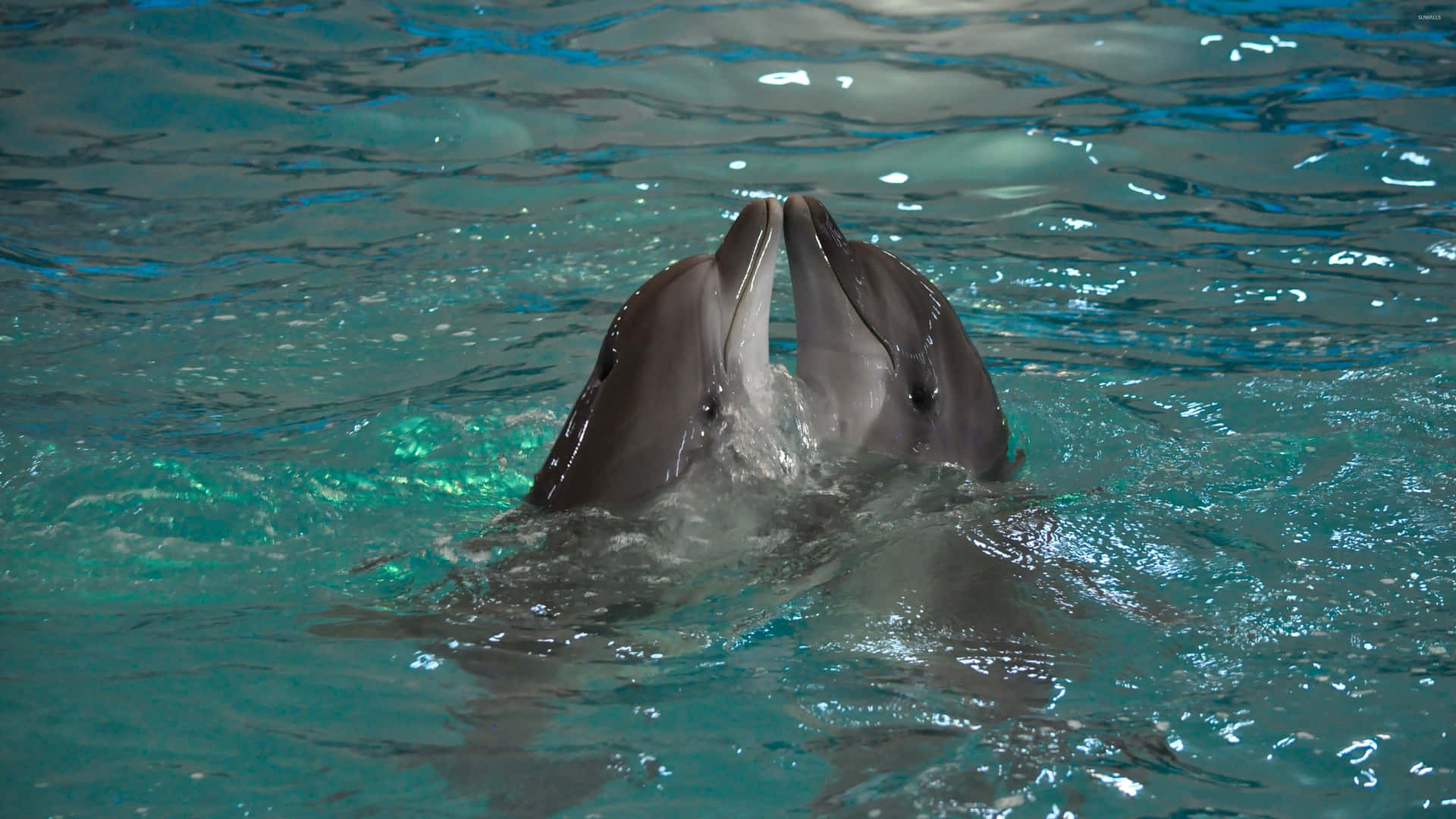 Cool Dolphin Diving Into The Ocean Background