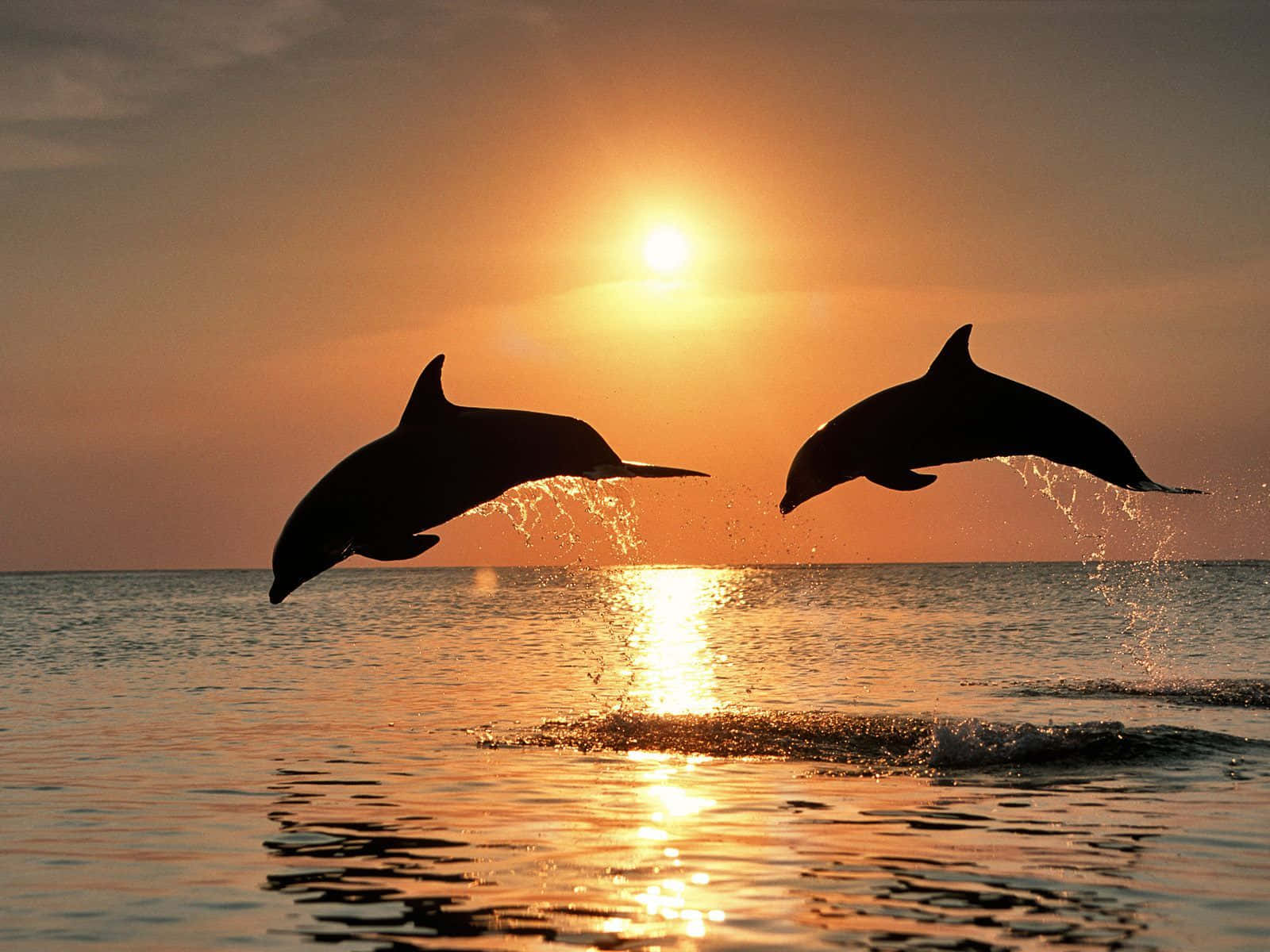 Cool Dolphins Sunset Background