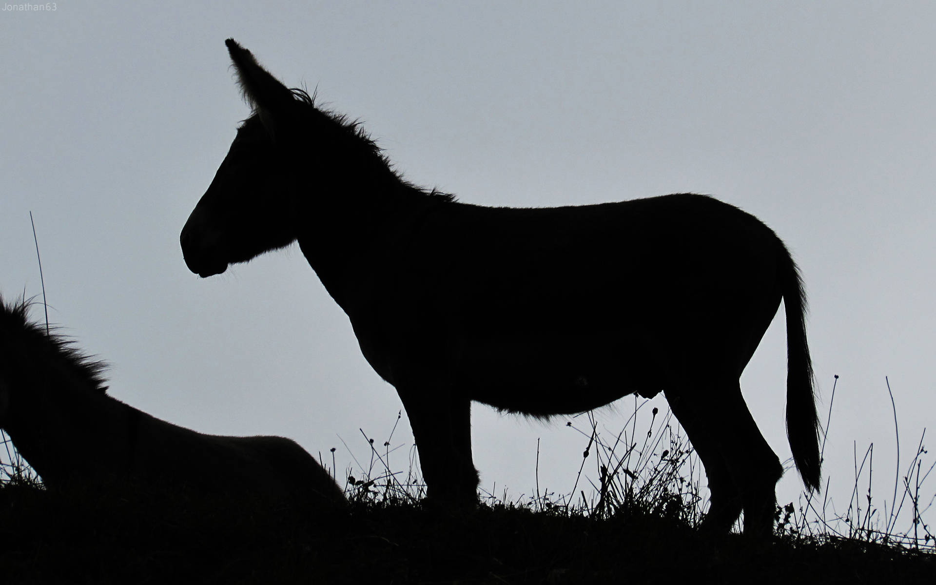 Cool Donkey Silhouette Background