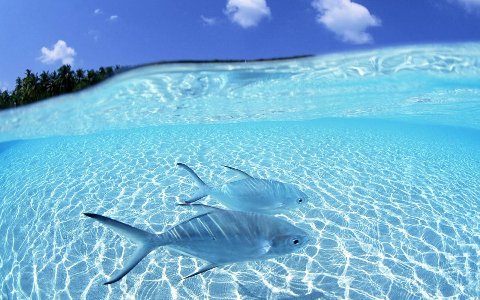 Cool Fish And Clear Water Background