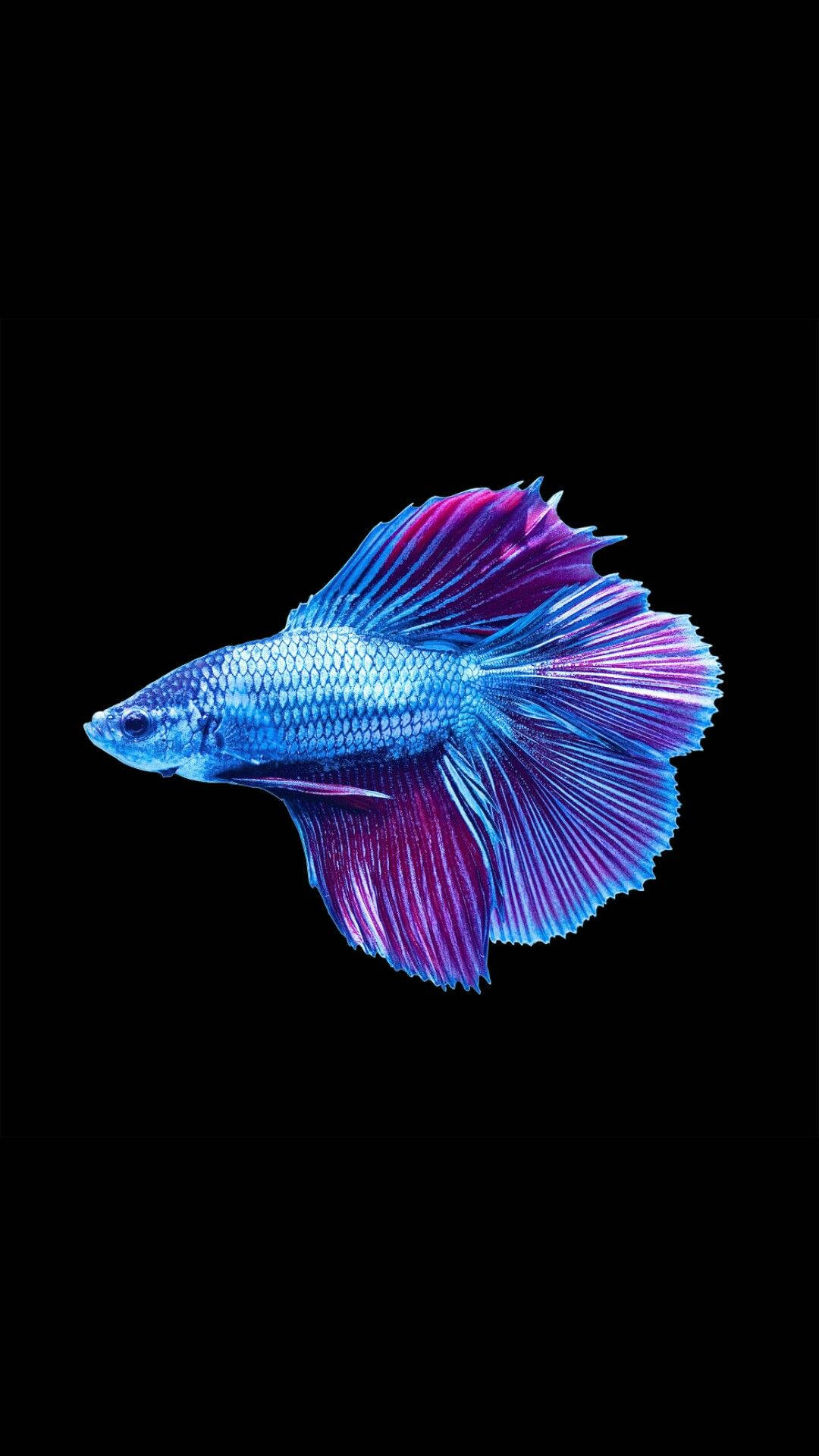 Cool Fish In Bluish-purple Background