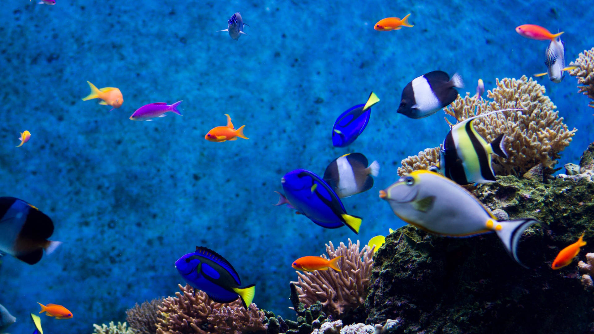 Cool Fish In Deep Blue Ocean Background