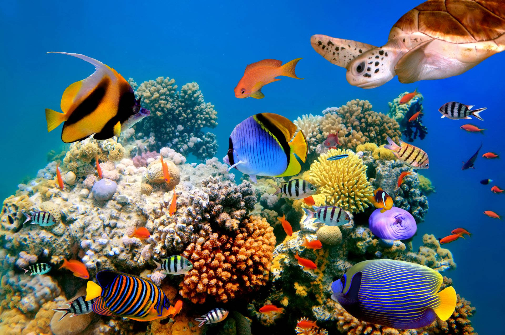Cool Fishes Around The Coral Reefs Background