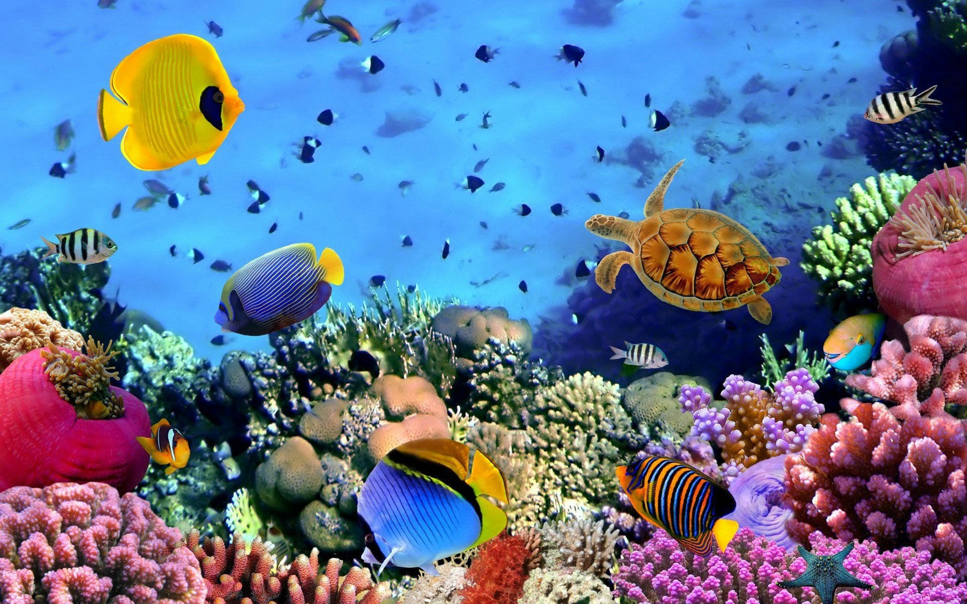Cool Fishes With Reef Background