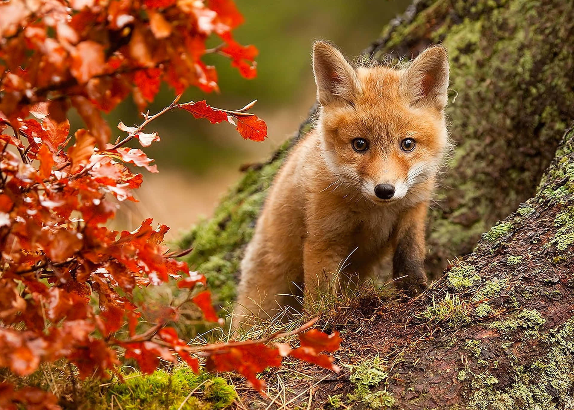 Cool Fox Baby On Tree Roots Background