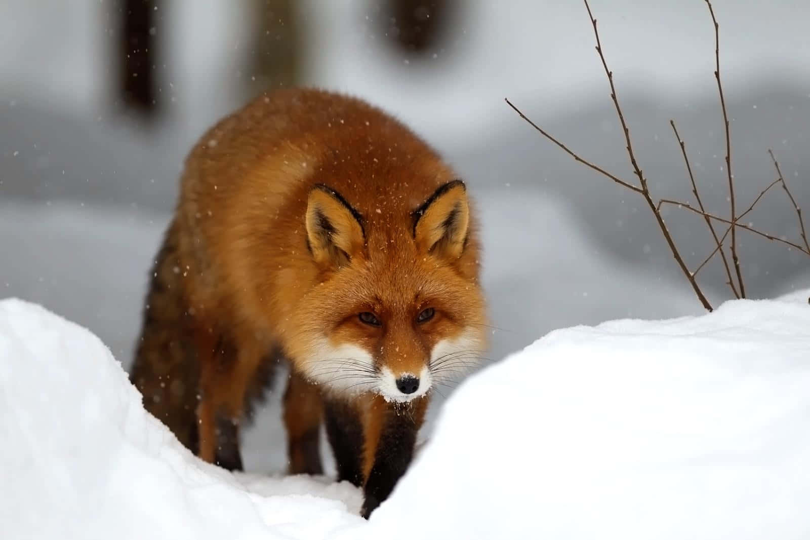Cool Fox In The Snow Hunting Posture Background