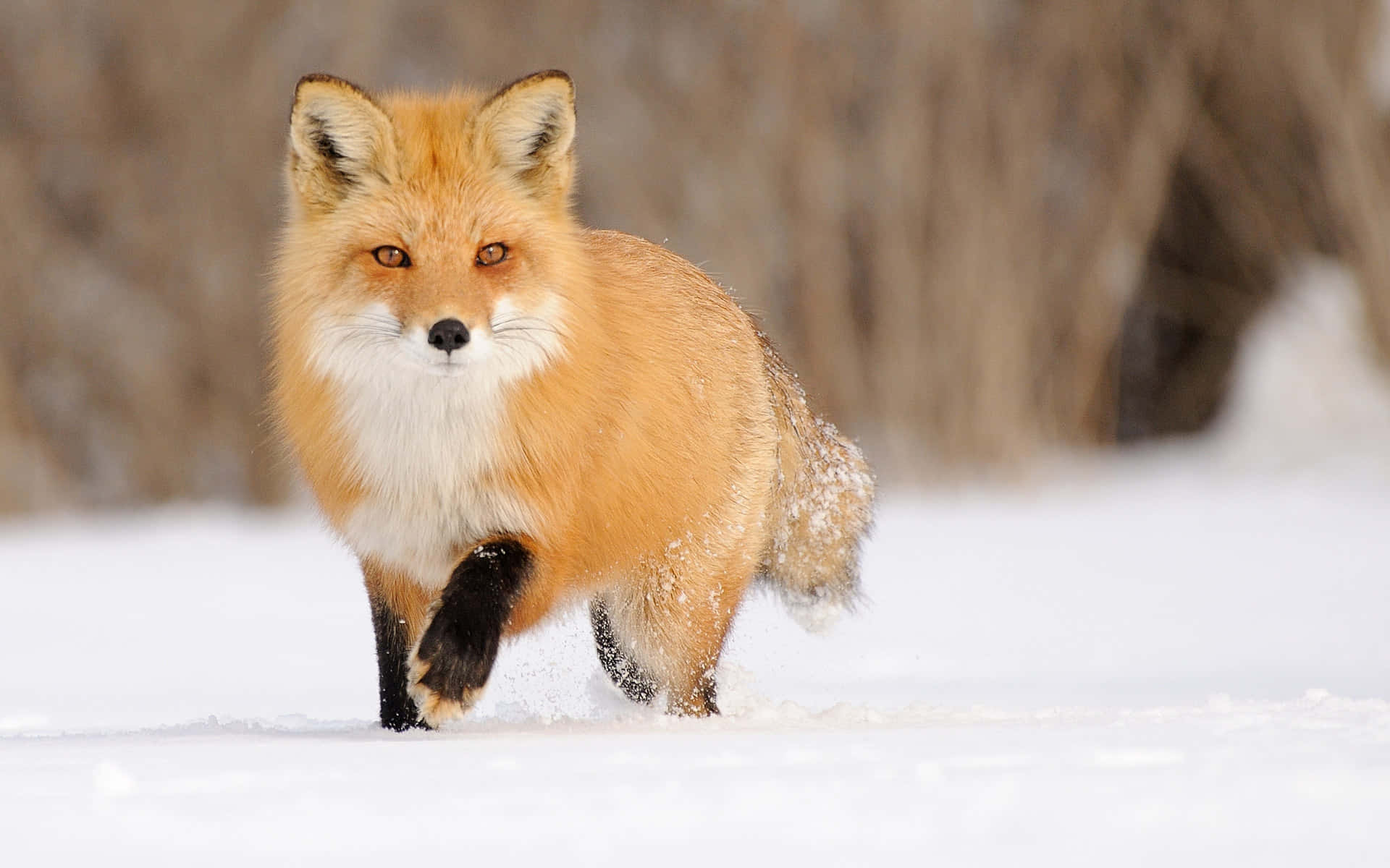 Cool Fox In The Snow Background
