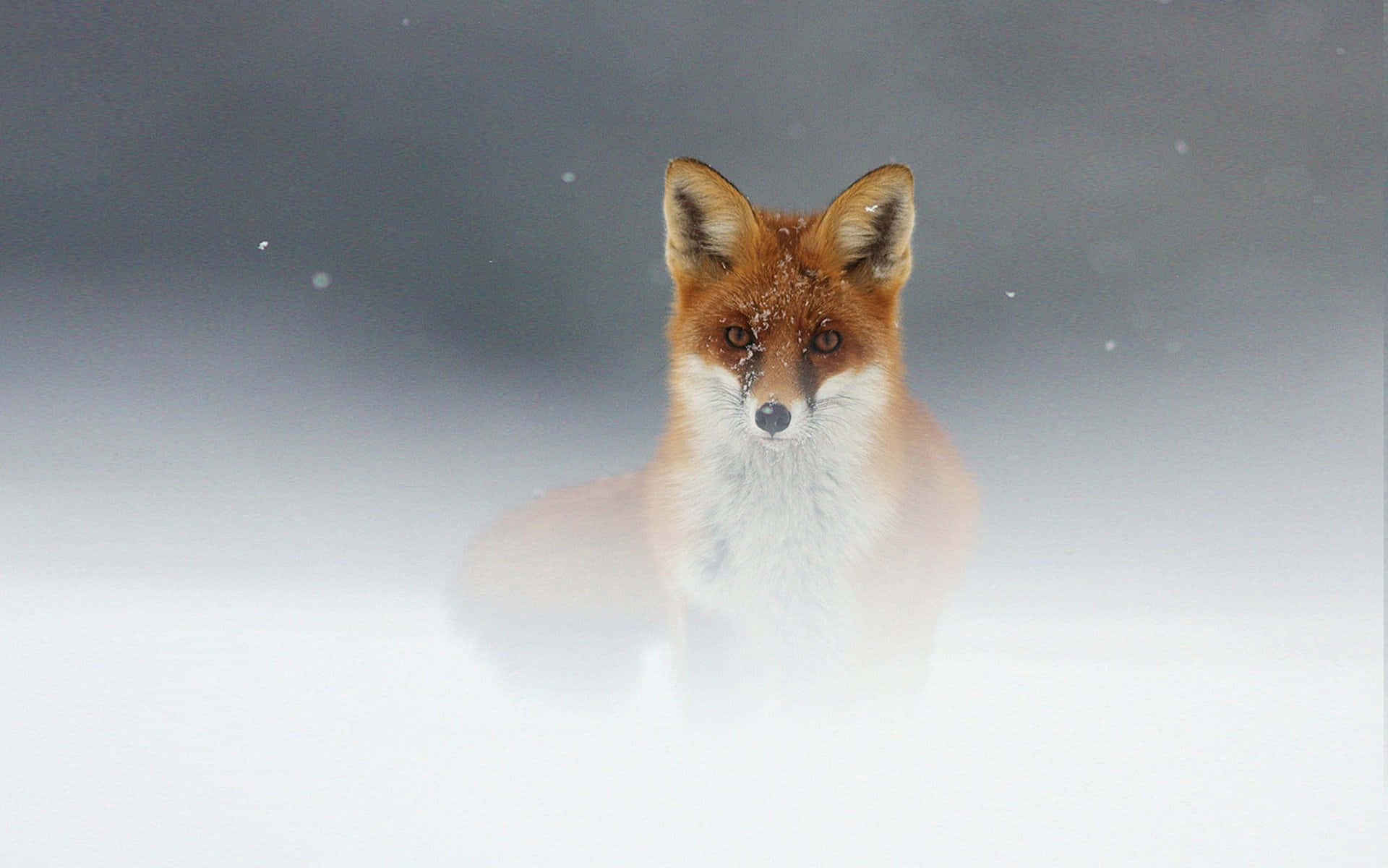 Cool Fox Photo Snow Mist Background