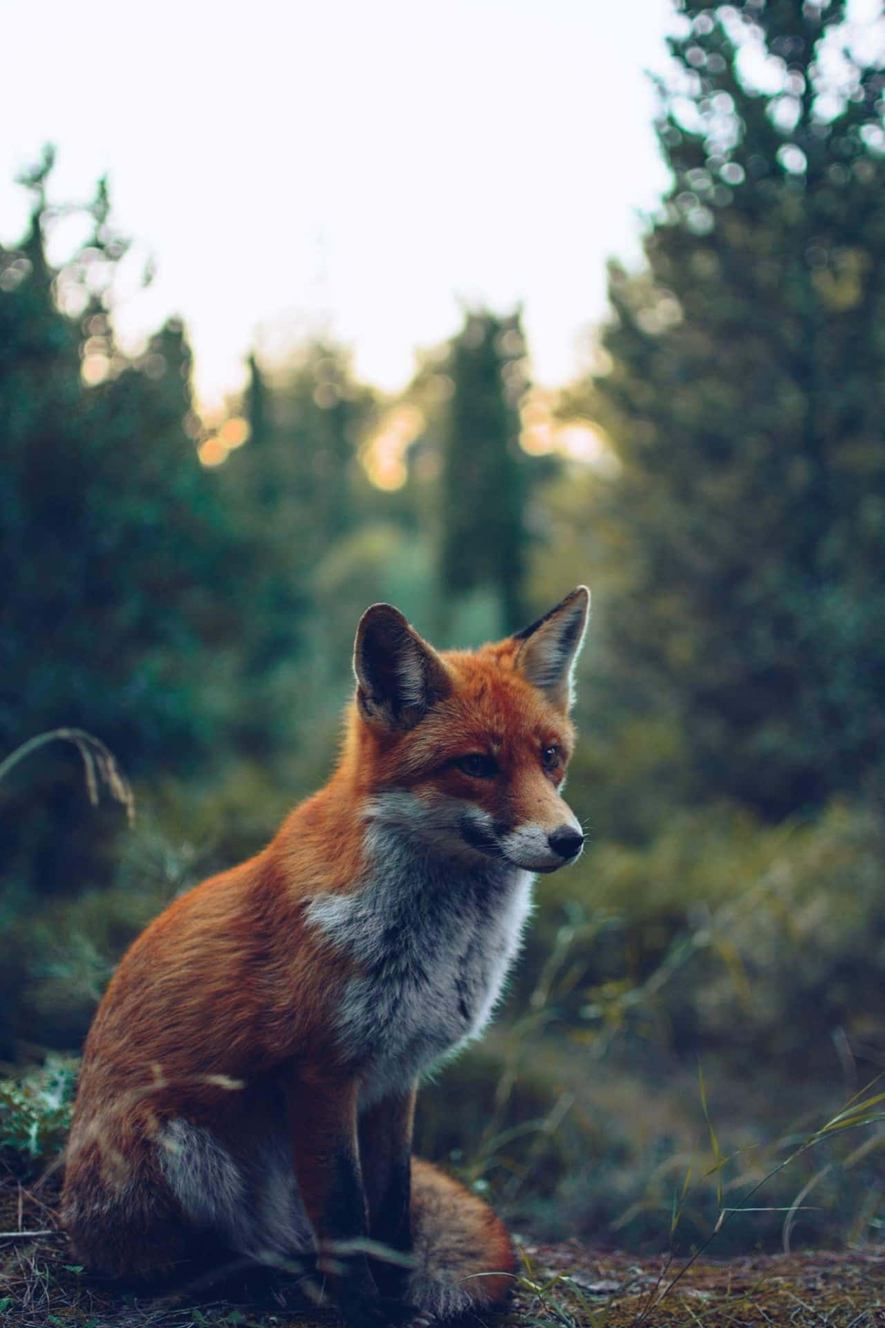 Cool Fox Rocks! Background