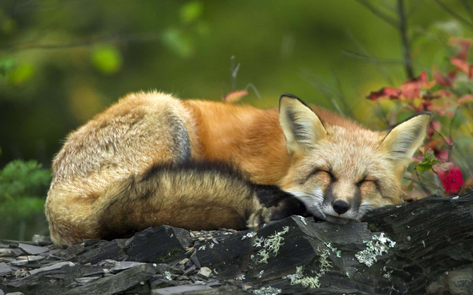 Cool Fox Sleeping On A Stone Background