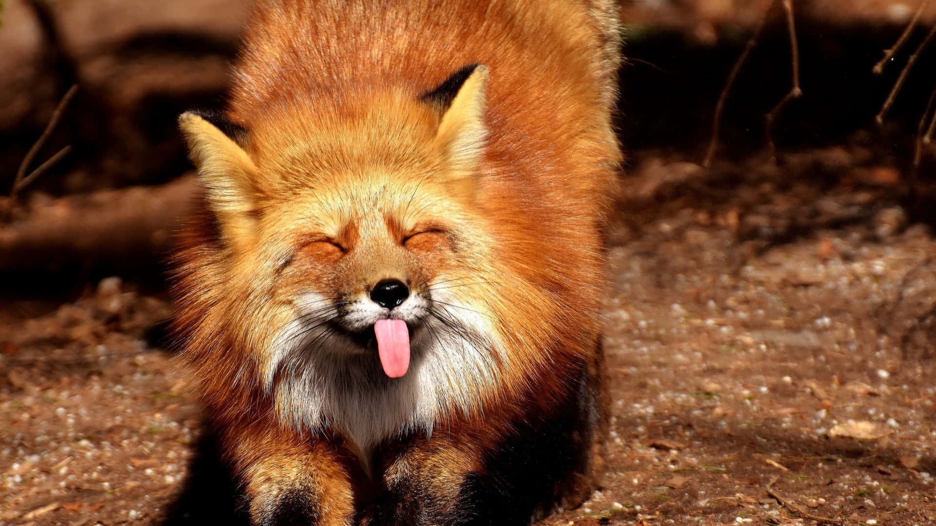 Cool Fox Smiling Tongue Out Background