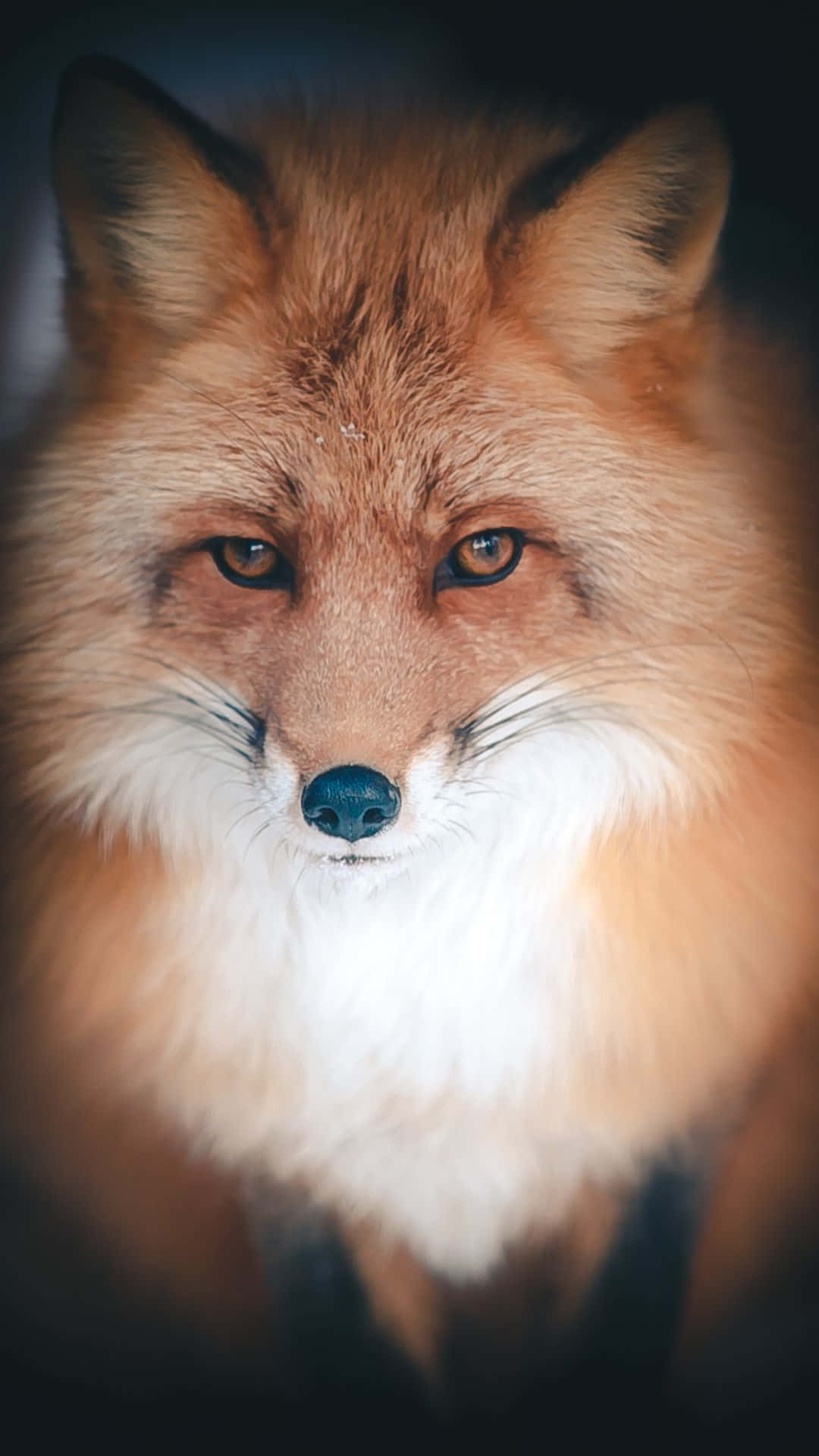 Cool Fox Stares Intently Into The Night. Background