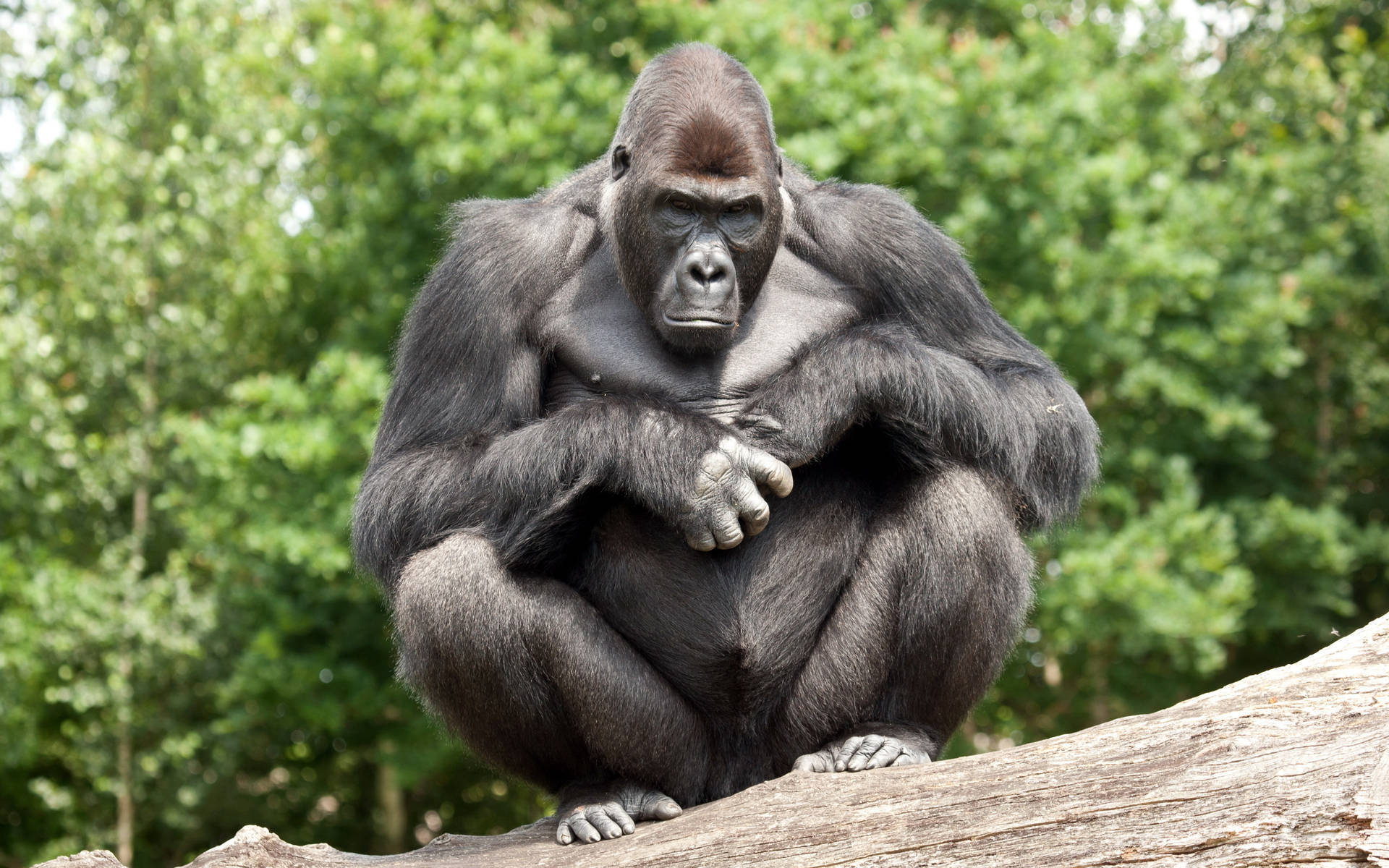 Cool Gorilla Taking A Break