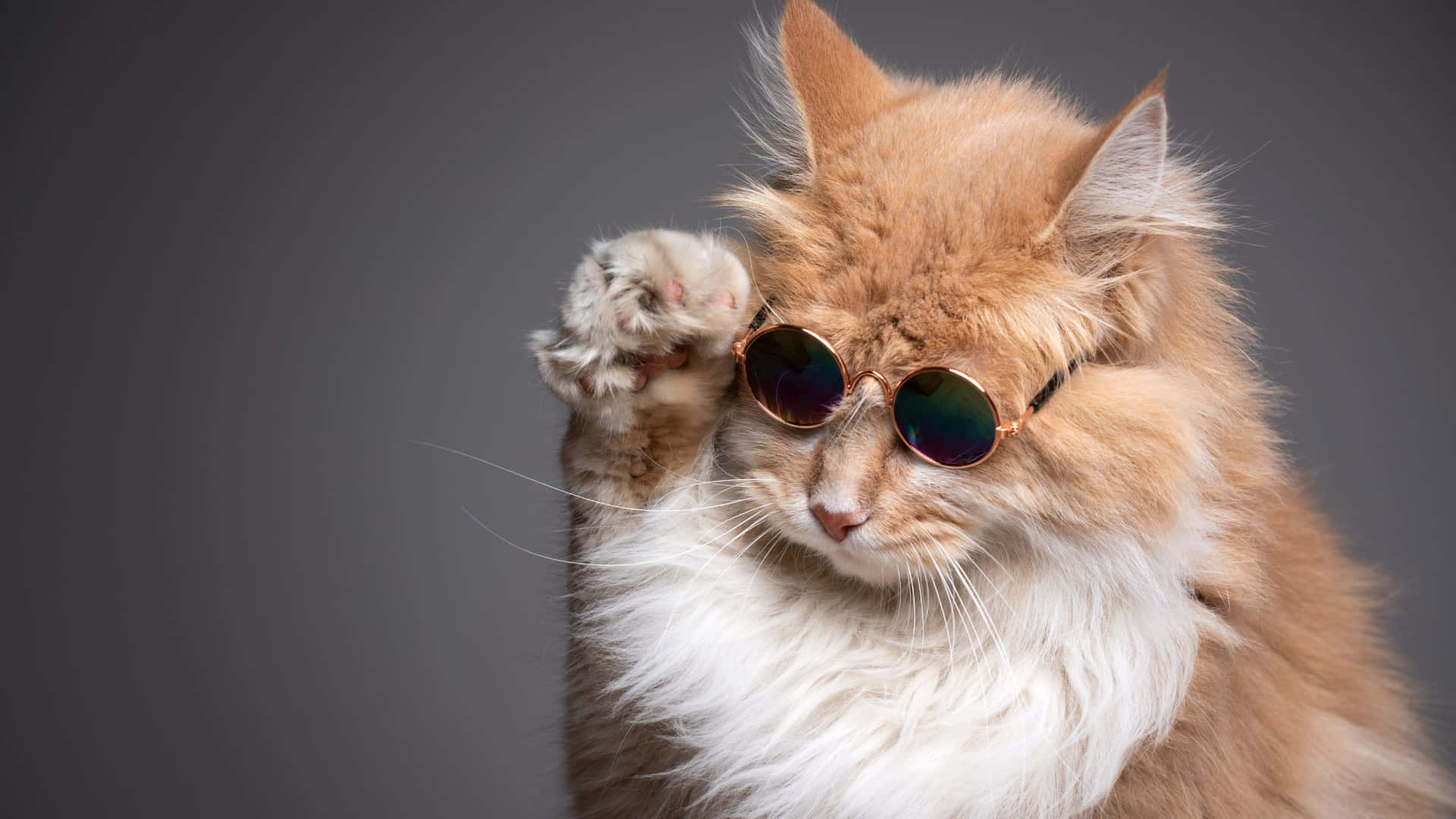 Cool Gray Cat Background