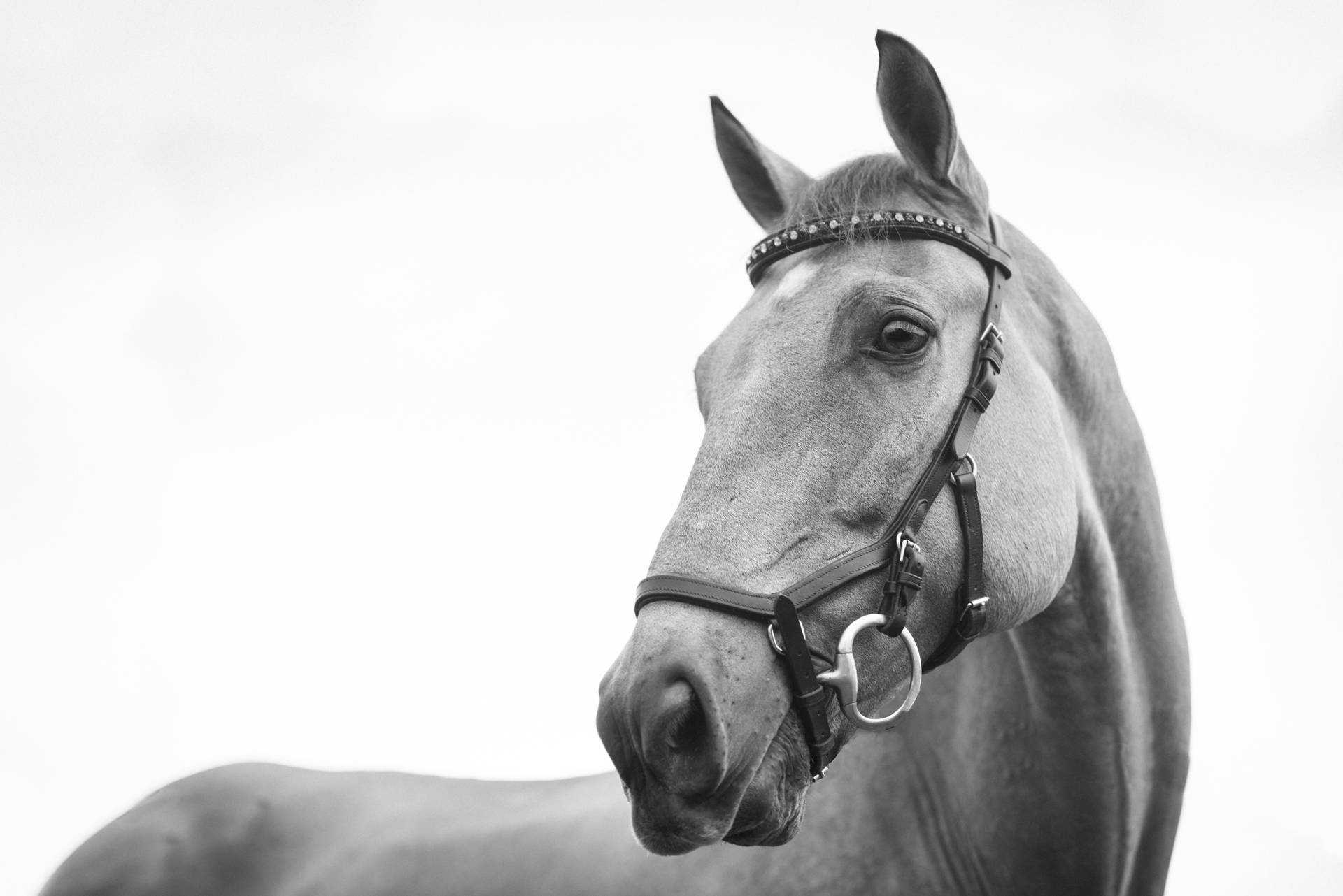 Cool Grayscale Horse Face Background