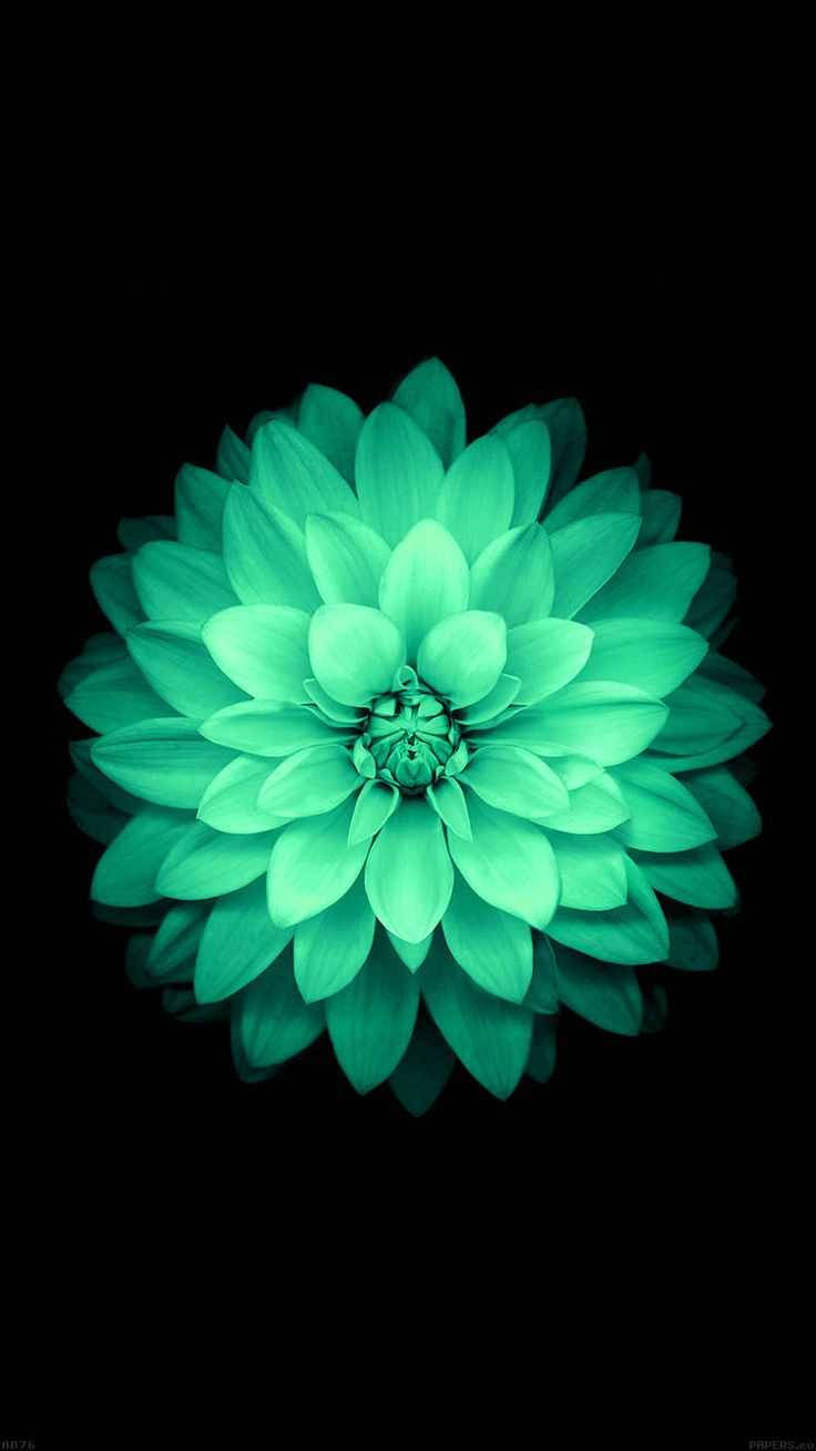 Cool Green Dahlia Flower Background