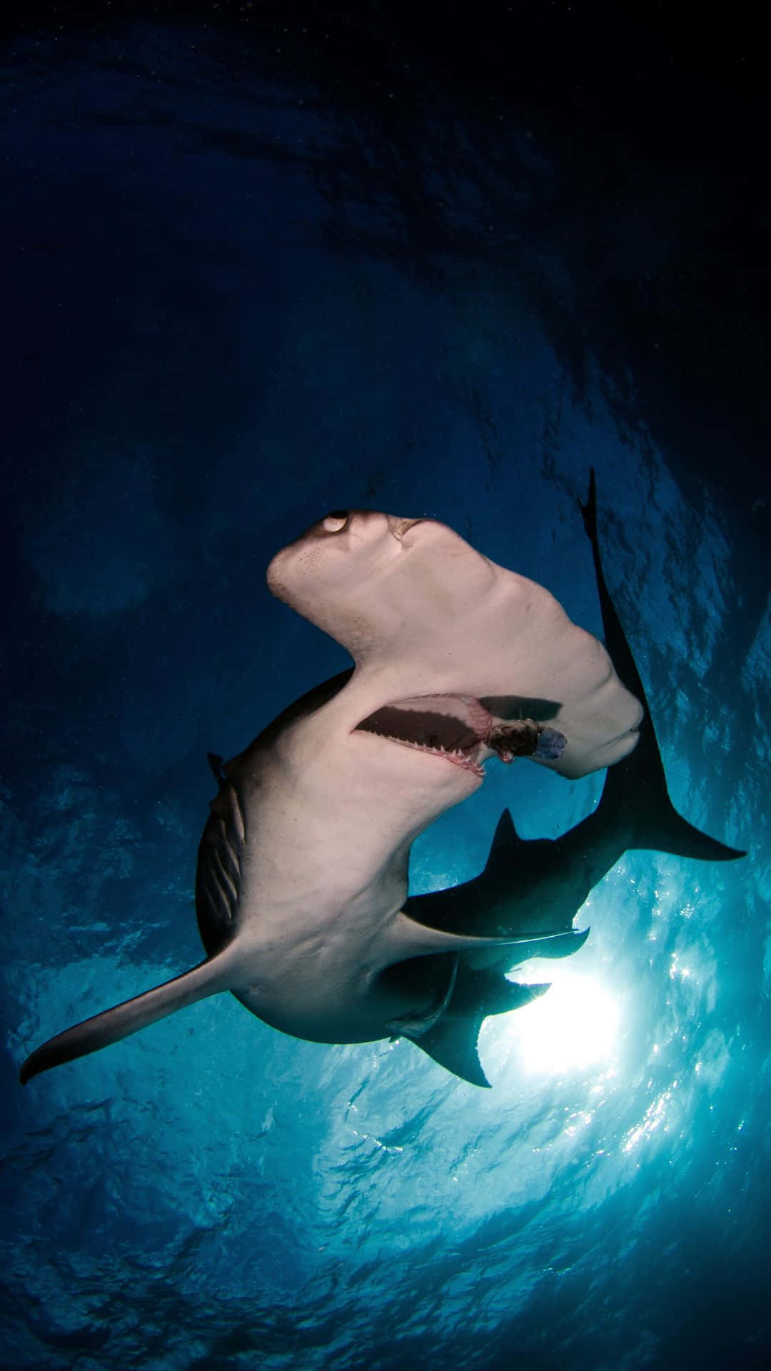 Cool Hammerhead Shark