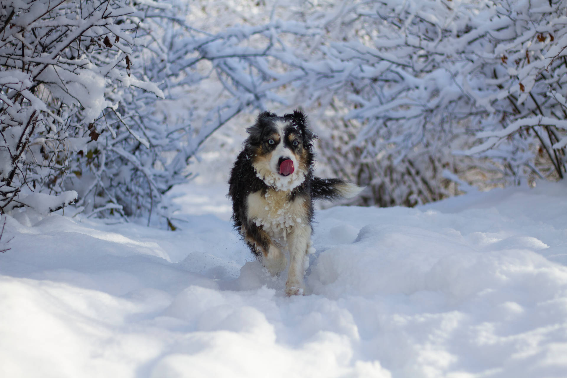 Cool Husky On Snow Background