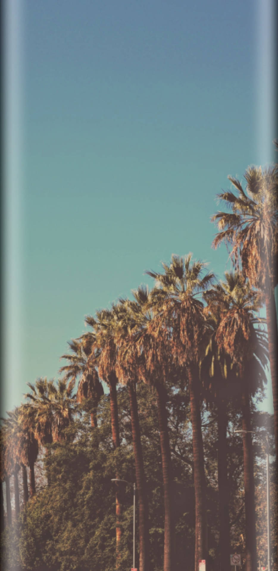 Cool Iphone 11 Vintage Aesthetic Palm Trees Background
