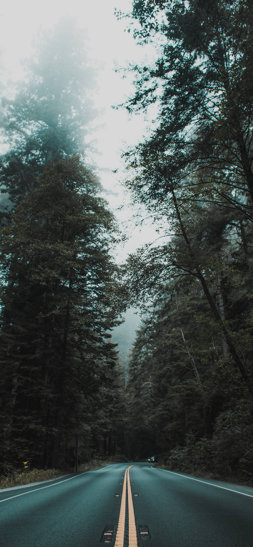 Cool Iphone Xs Max Foggy Trees Background