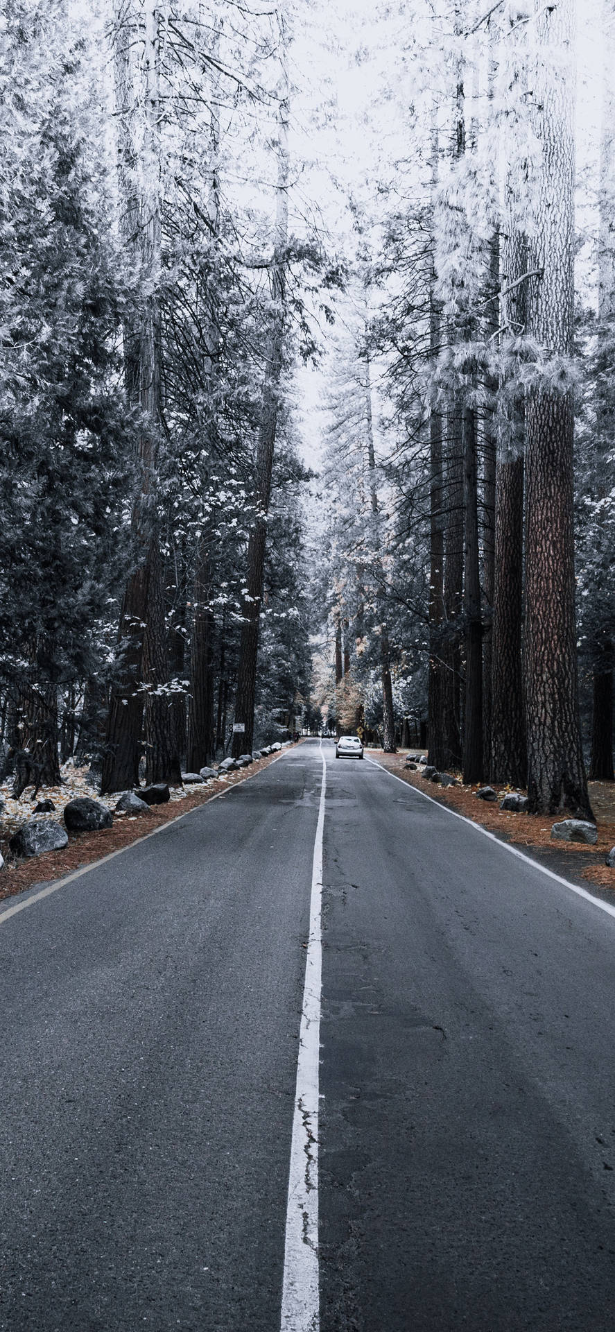 Cool Iphone Xs Max Snowy Trees