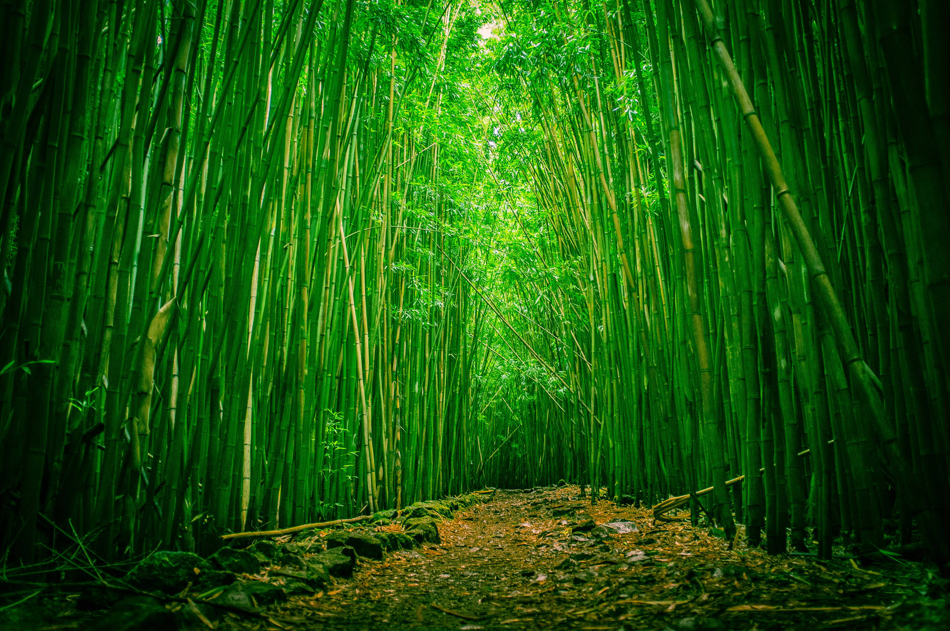 Cool Japanese Bamboo Forest Background