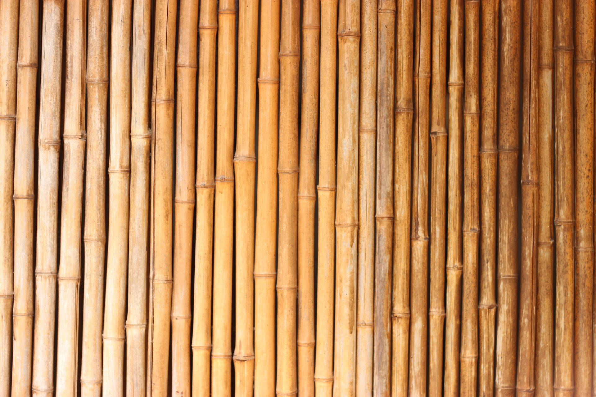 Cool Japanese Bamboo Background