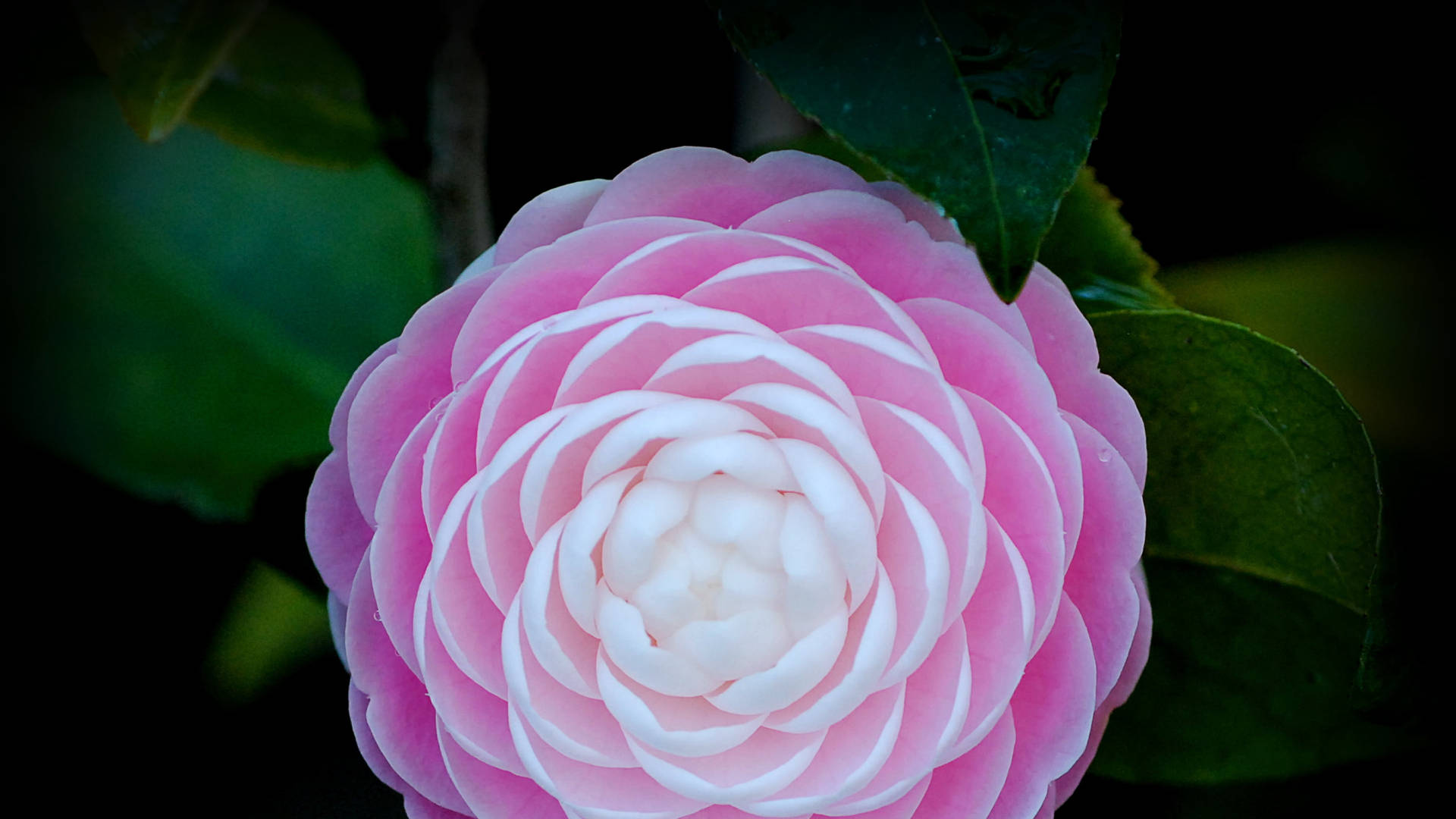 Cool Japanese Camellia Background