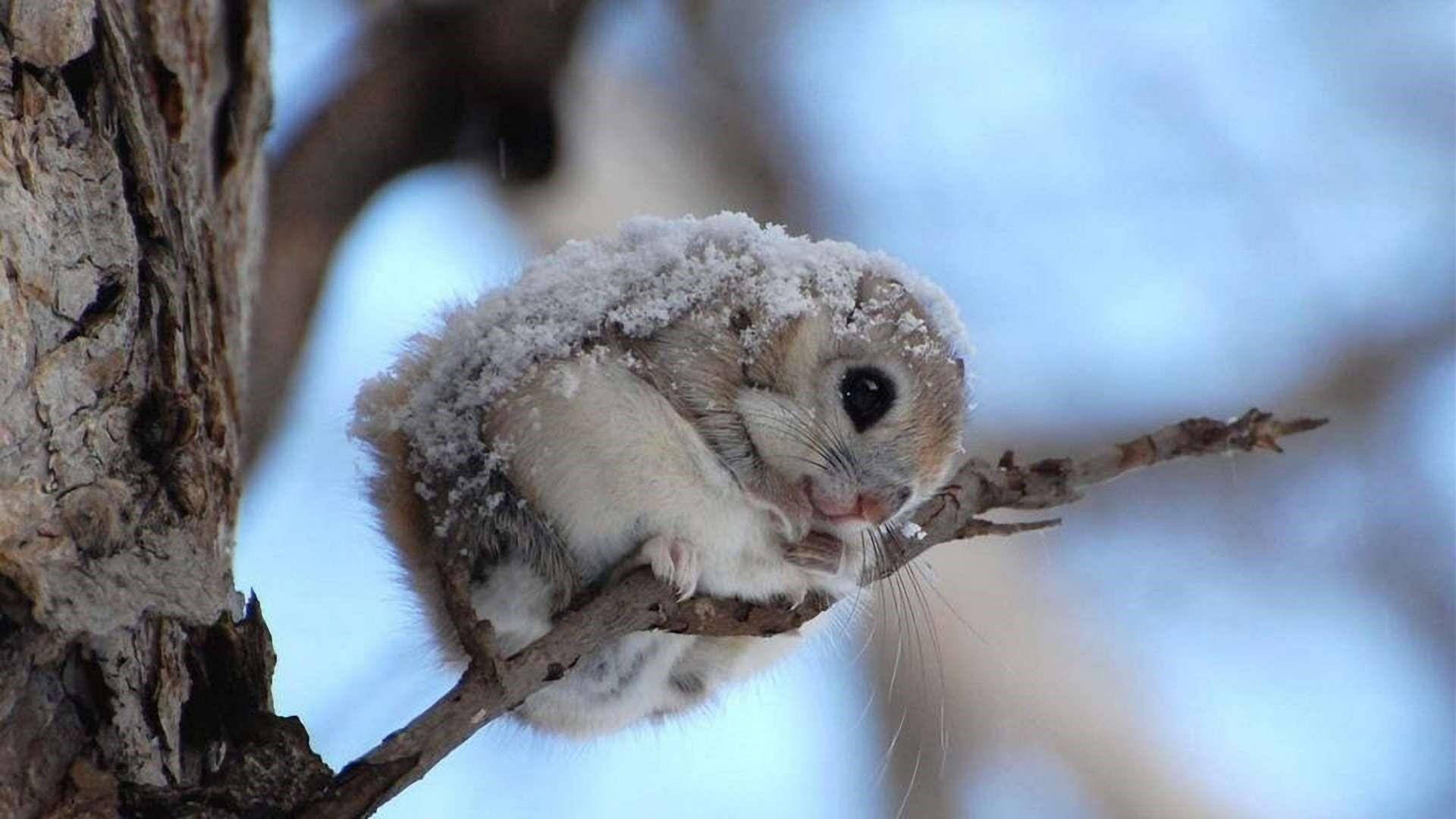 Cool Japanese Squirrel Background