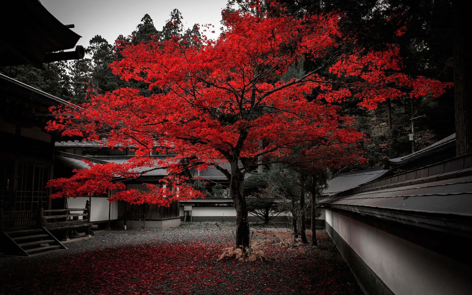 Cool Japanese Tree In A Courtyard