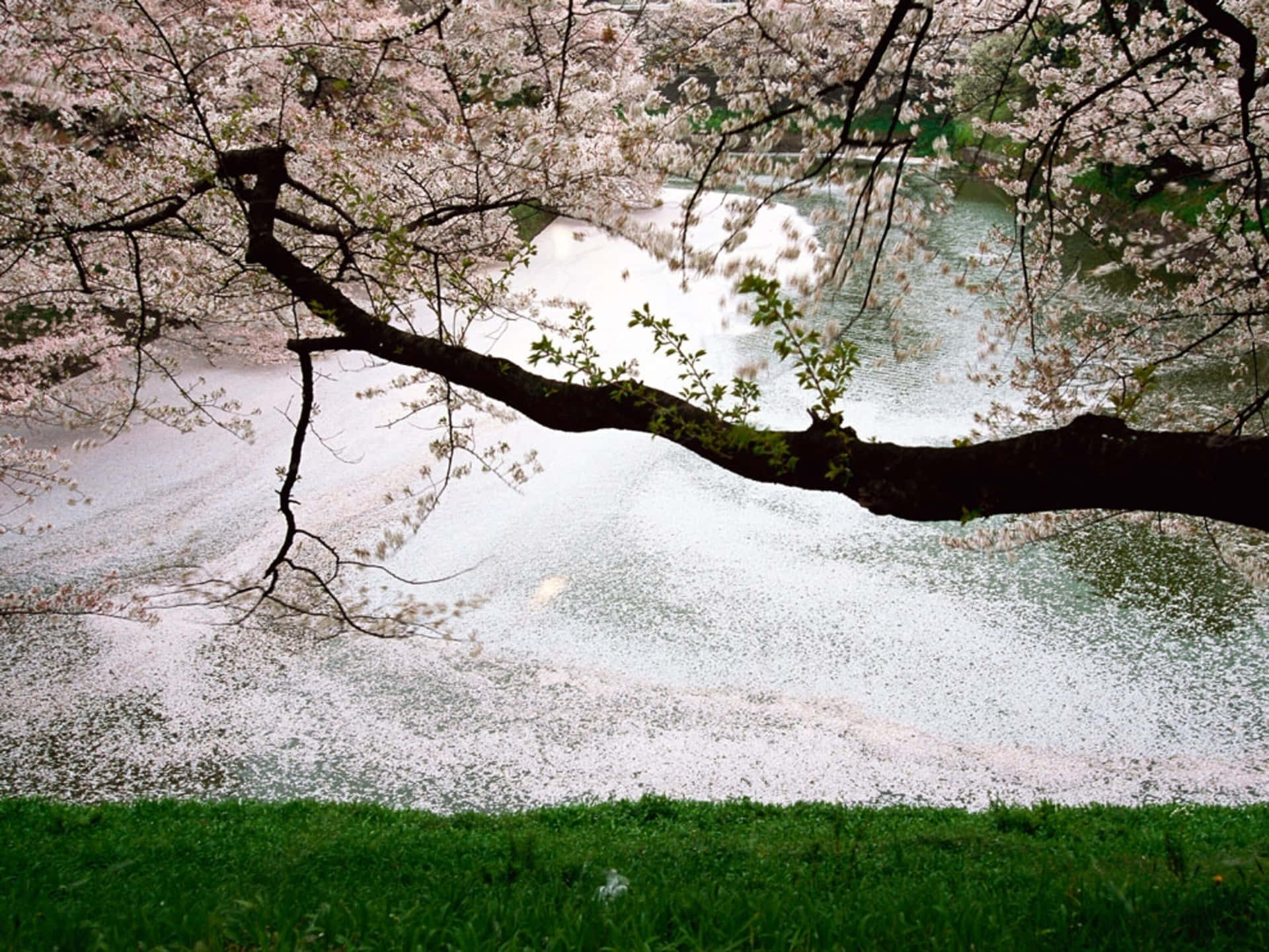 Cool Japanese Tree In Sakura Season Background