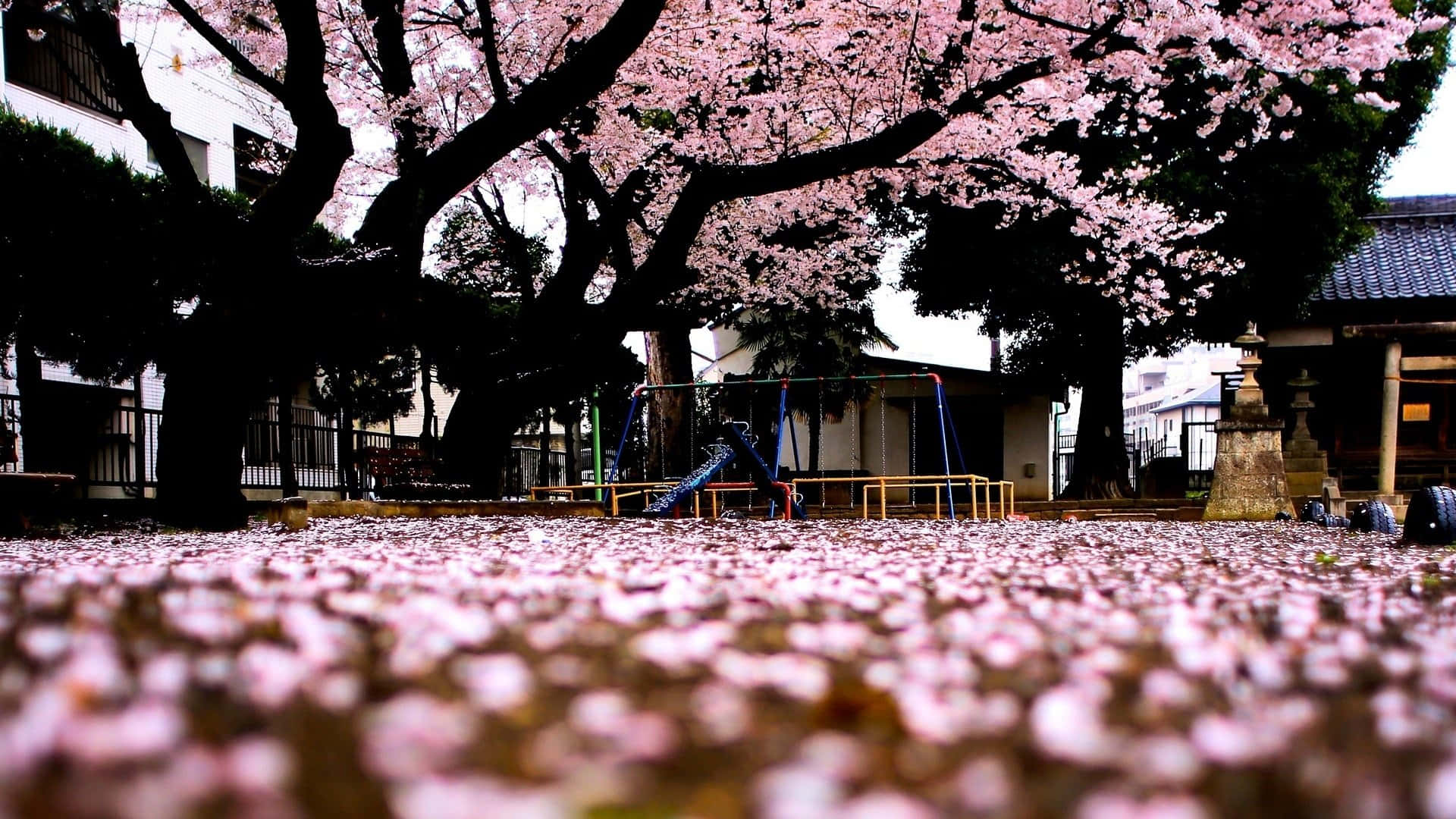 Cool Japanese Tree Leaves Falling