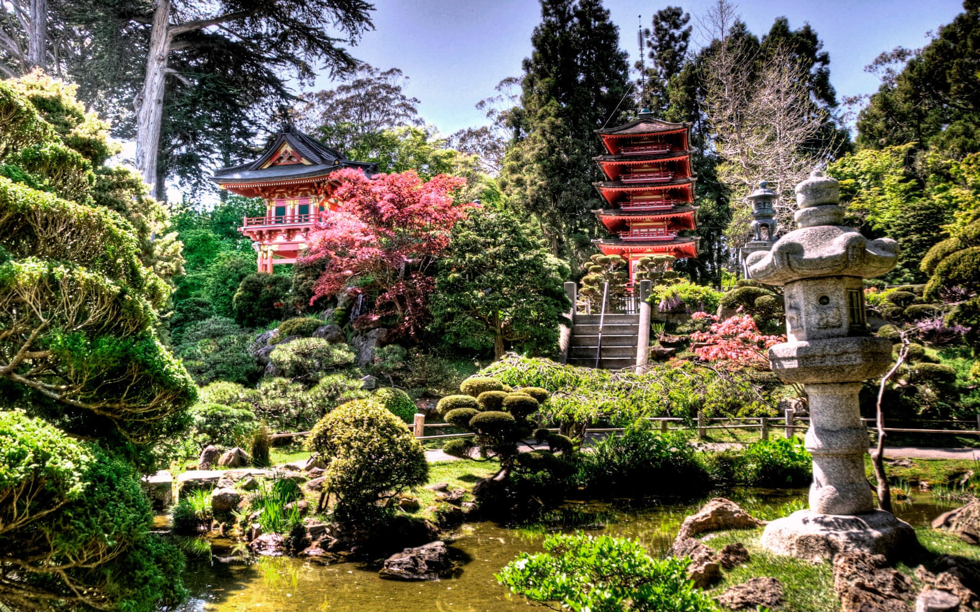 Cool Japanese Tree On A Garden