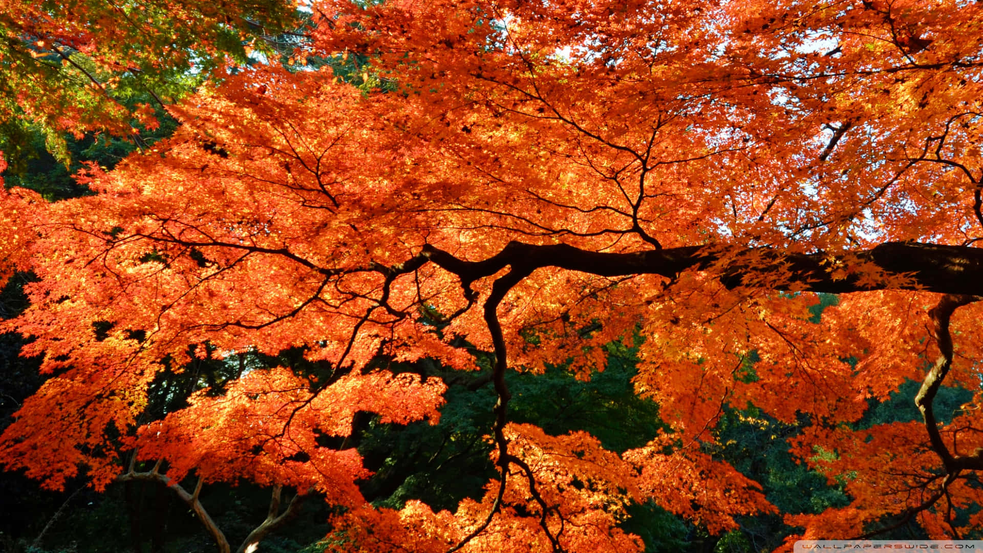 Cool Japanese Tree With Orange Leaves Background