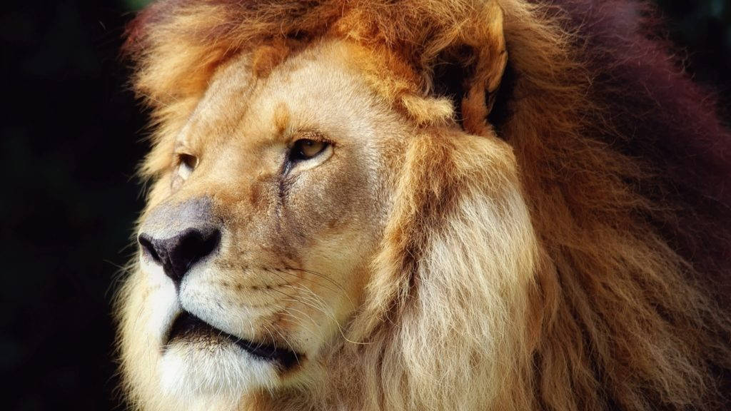 Cool King Lion Facing Left Background