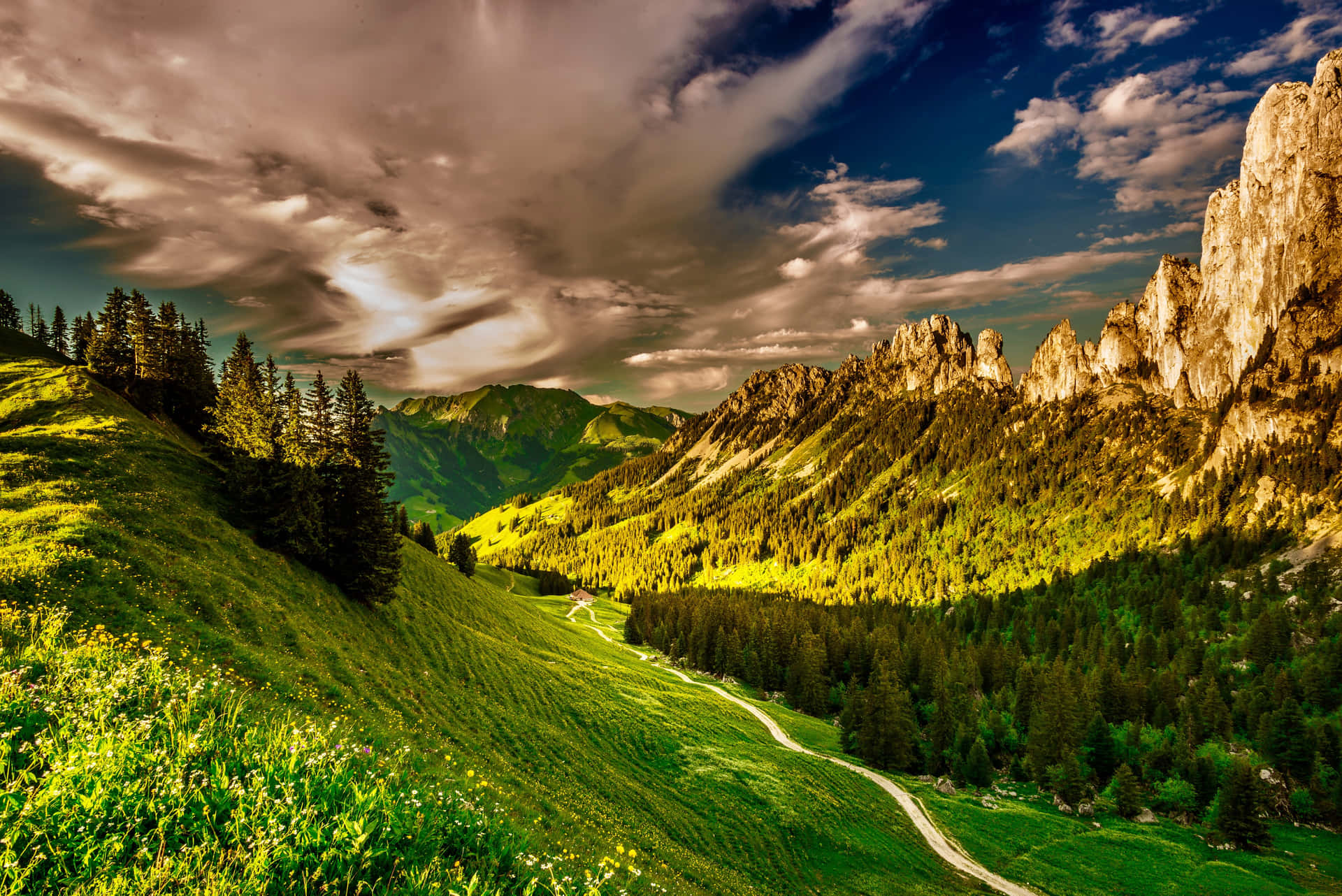 Cool Landscape With A Pine Forest