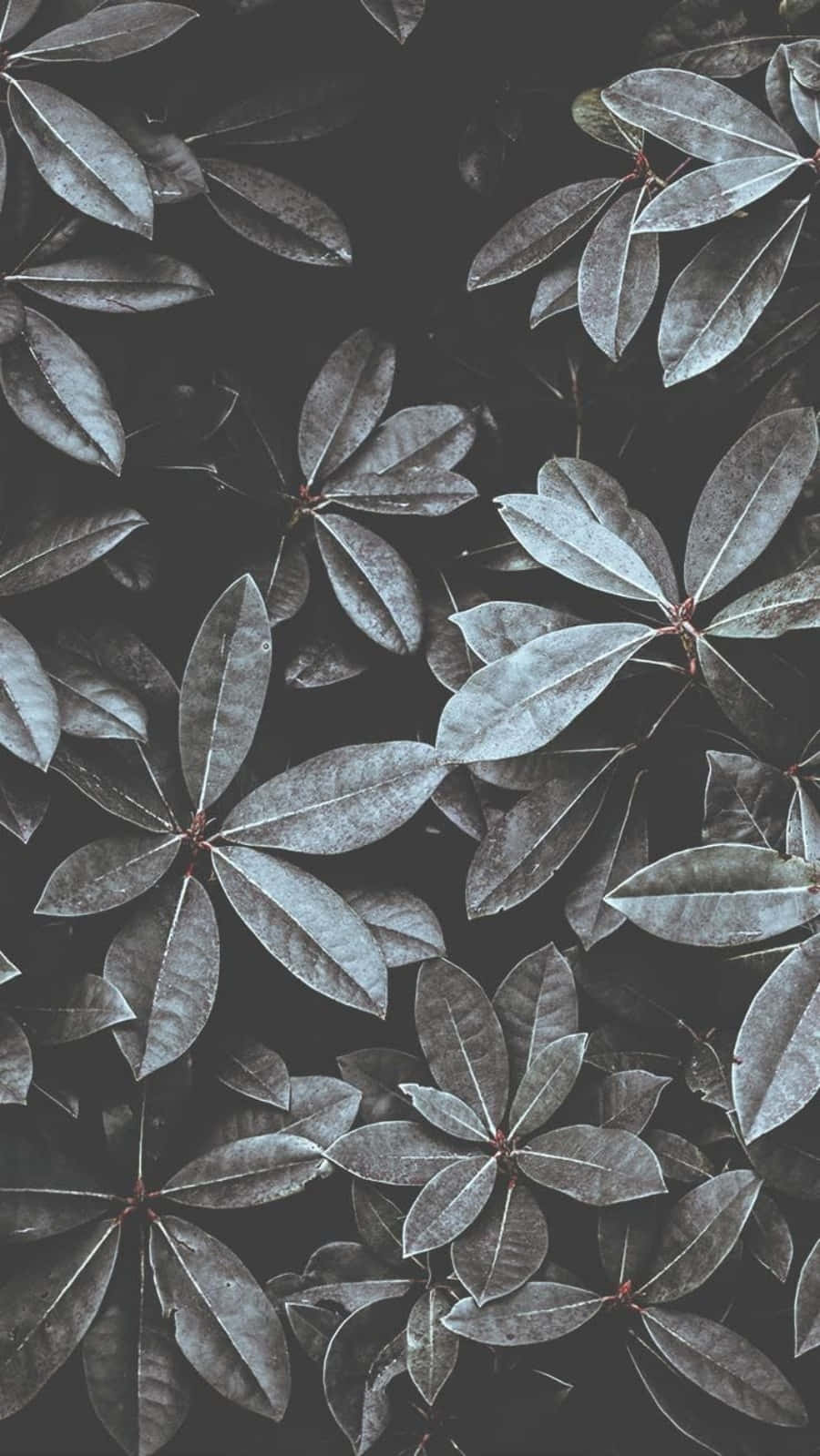 Cool Leaves Plant Aesthetic Phone Background