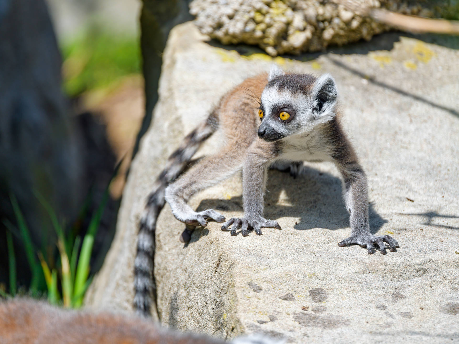 Cool Lemur Glancing Surroundings Background