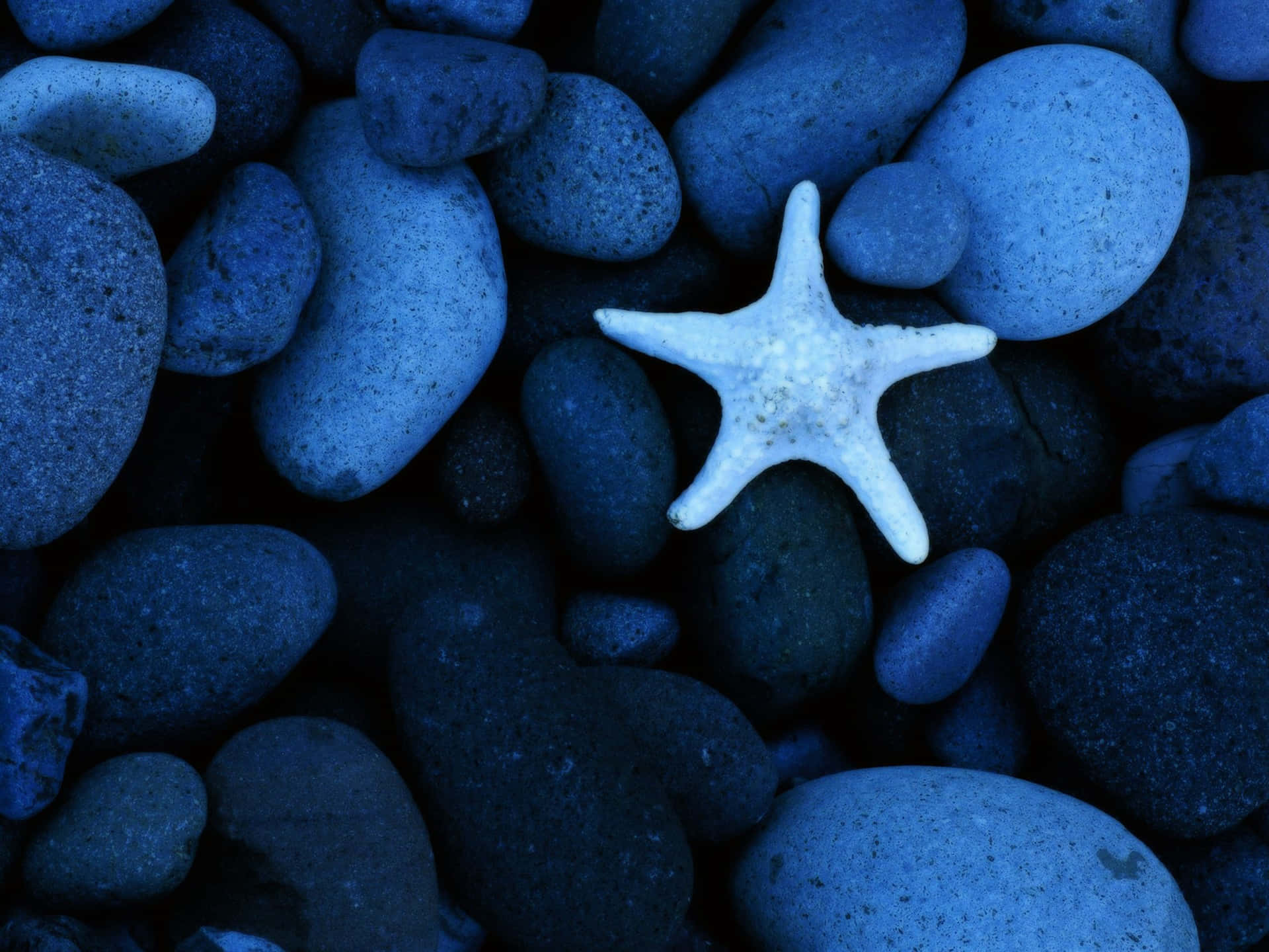 Cool Light Blue Starfish On Pebbles Background