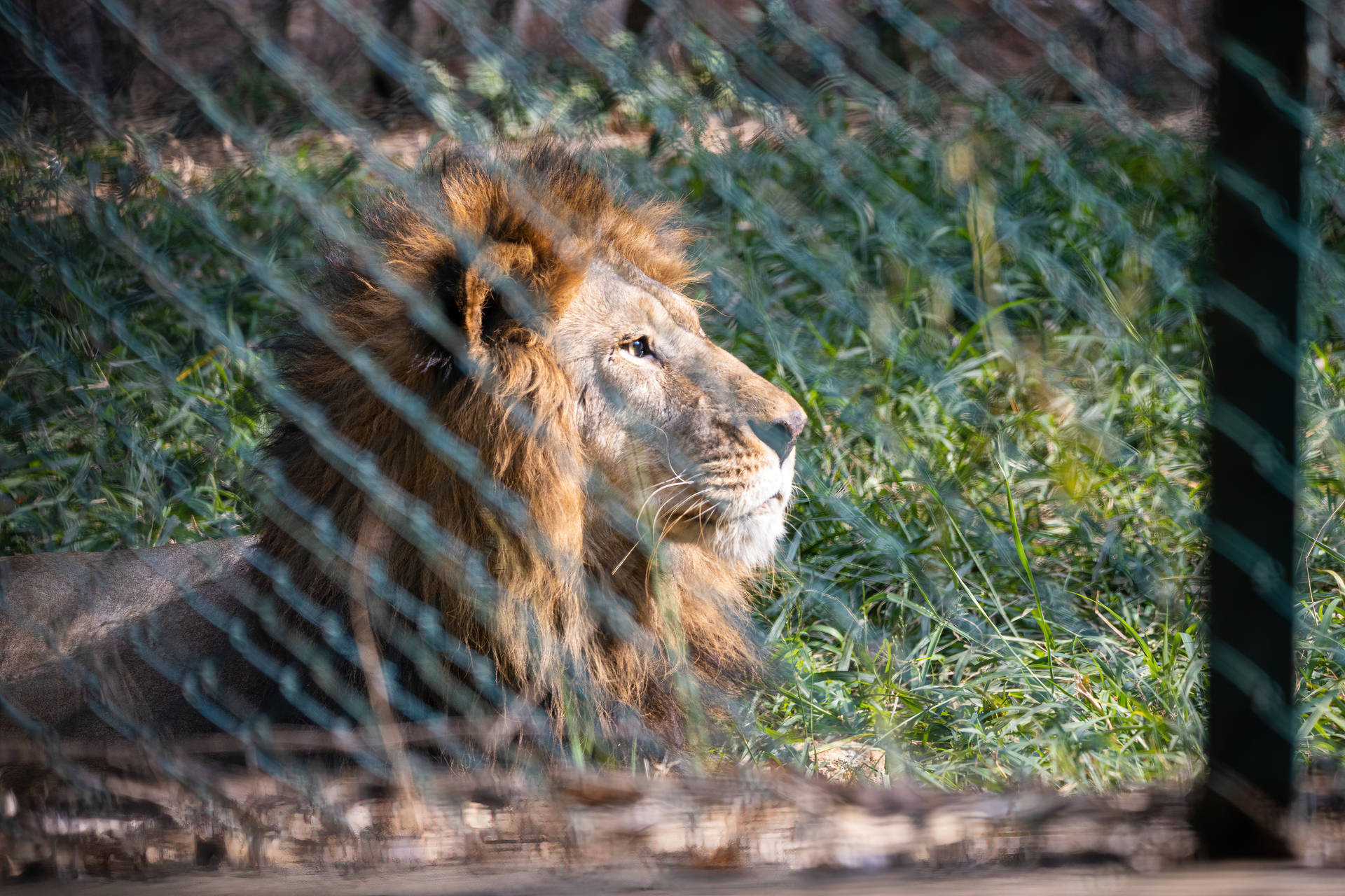 Cool Lion Staring At Distance Background