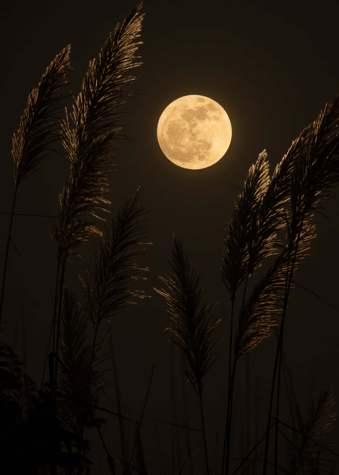 Cool Moon Through Grass Background