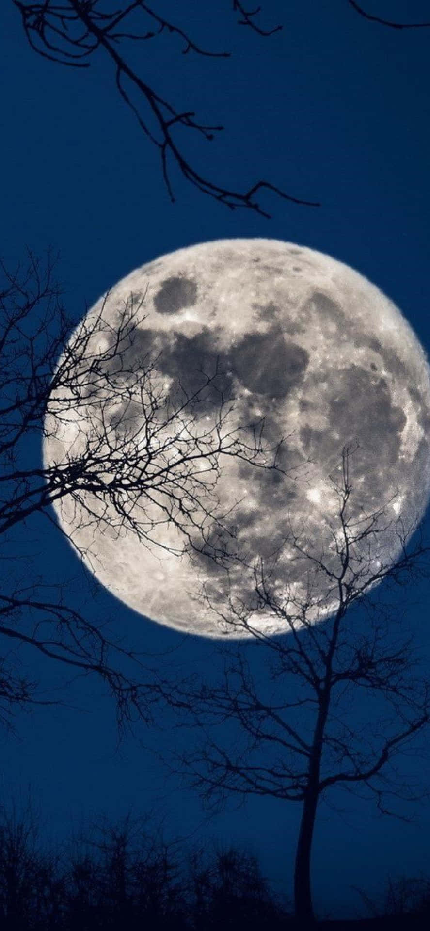 Cool Moon Through Trees Background