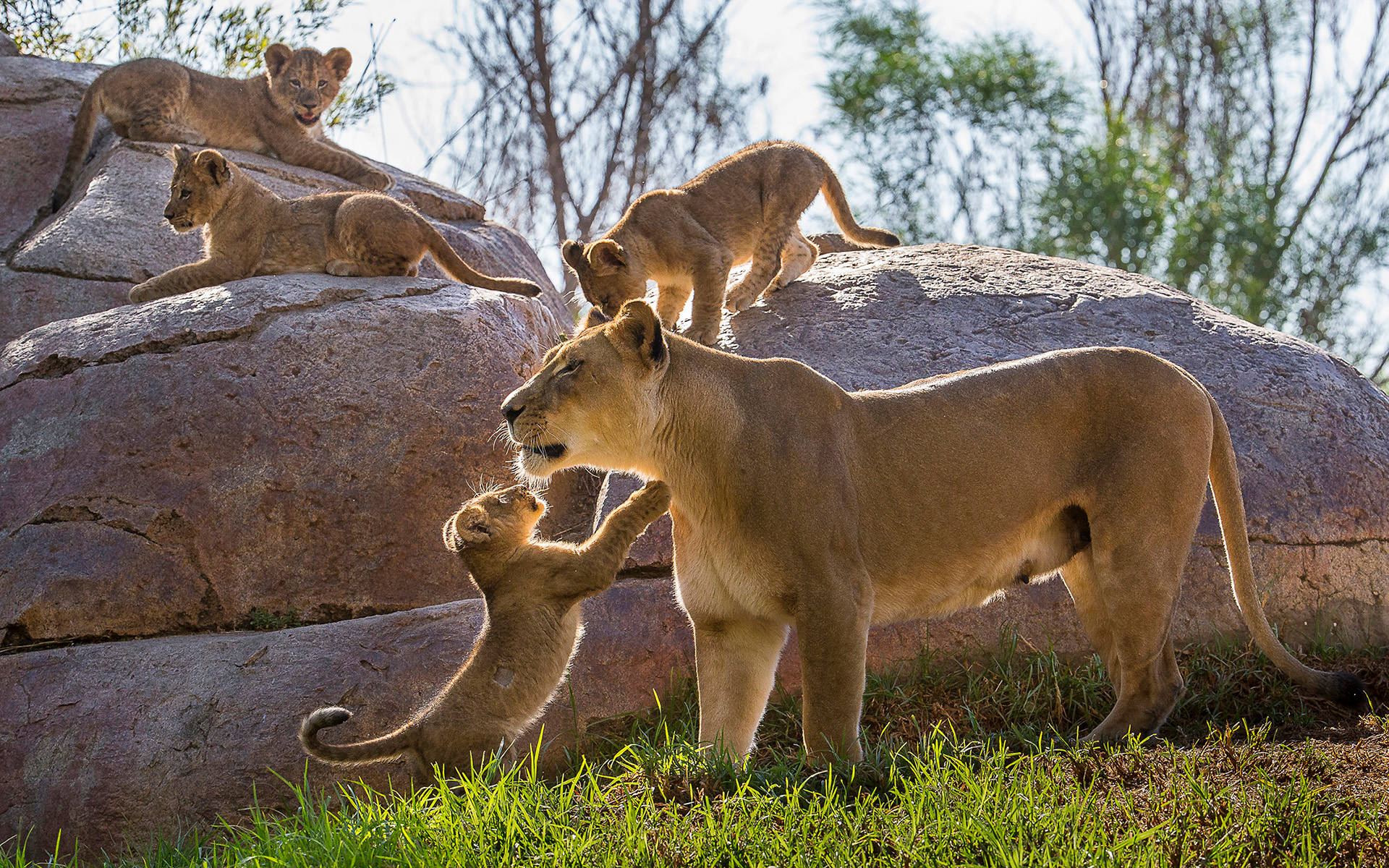 Cool Mother Lion With Cubs Background