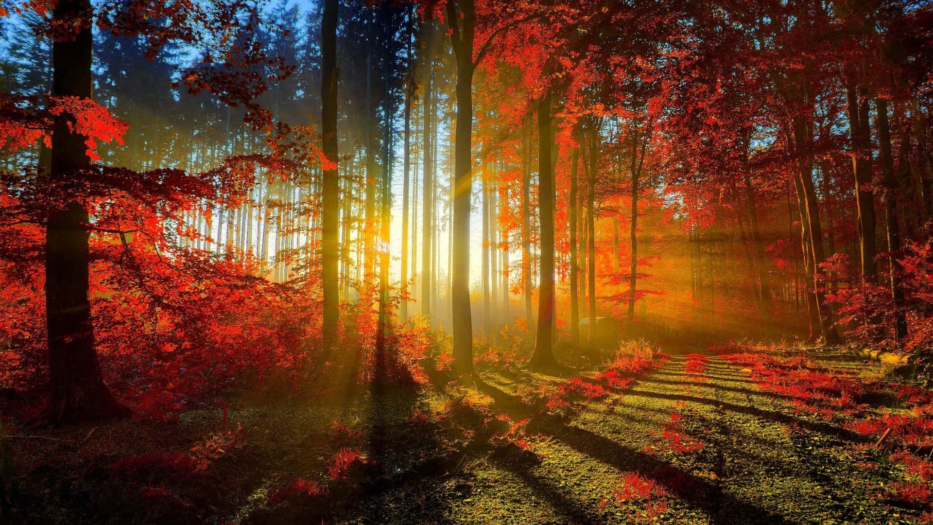 Cool Nature Autumn Forest Background