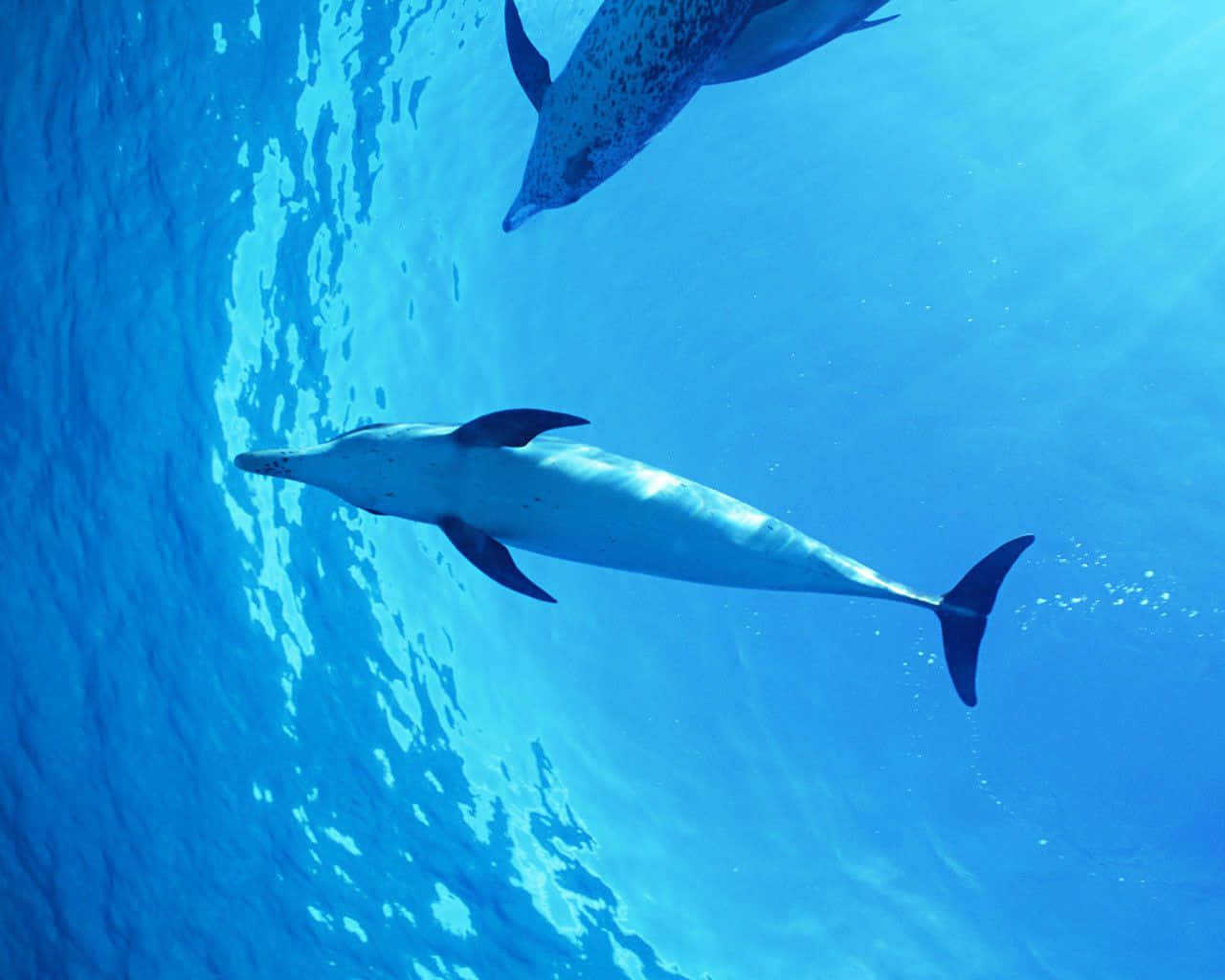 Cool Ocean Dolphins Background