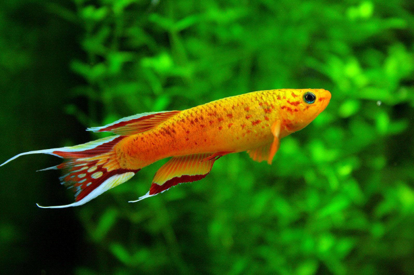 Cool Orange Fish Background