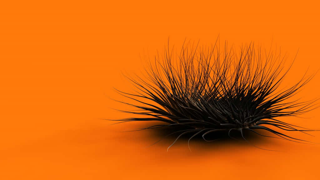 Cool Orange Sea Urchin Background