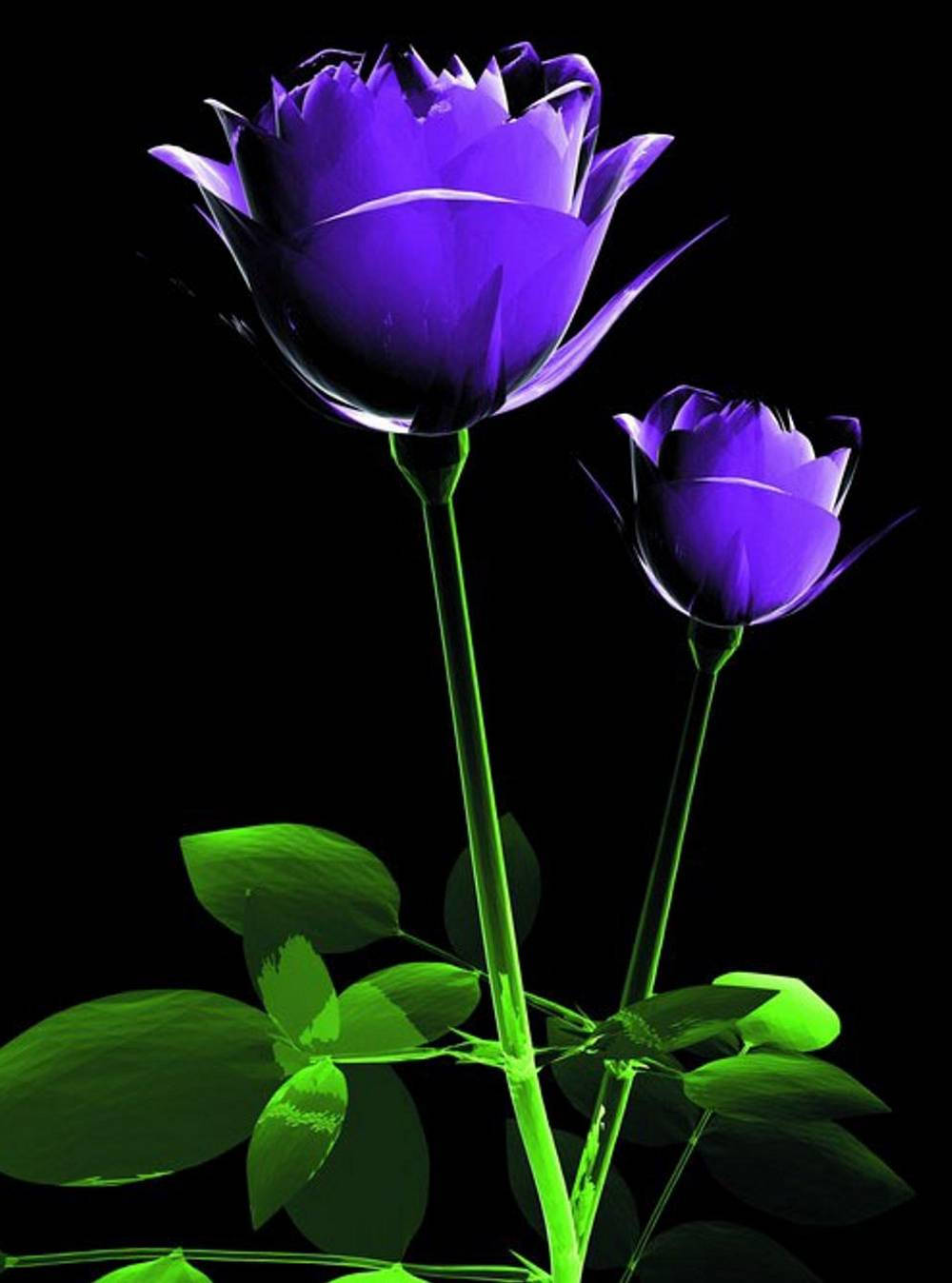 Cool Phone Purple Flower Background